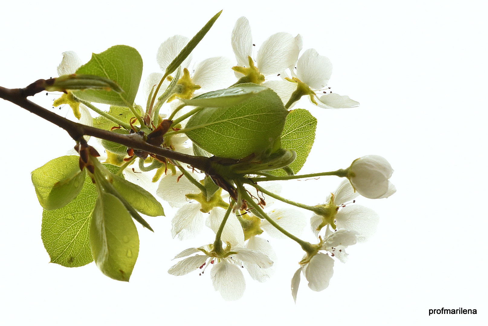 Sigma 150mm F2.8 EX DG OS Macro HSM sample photo. Minimal pear blossom photography