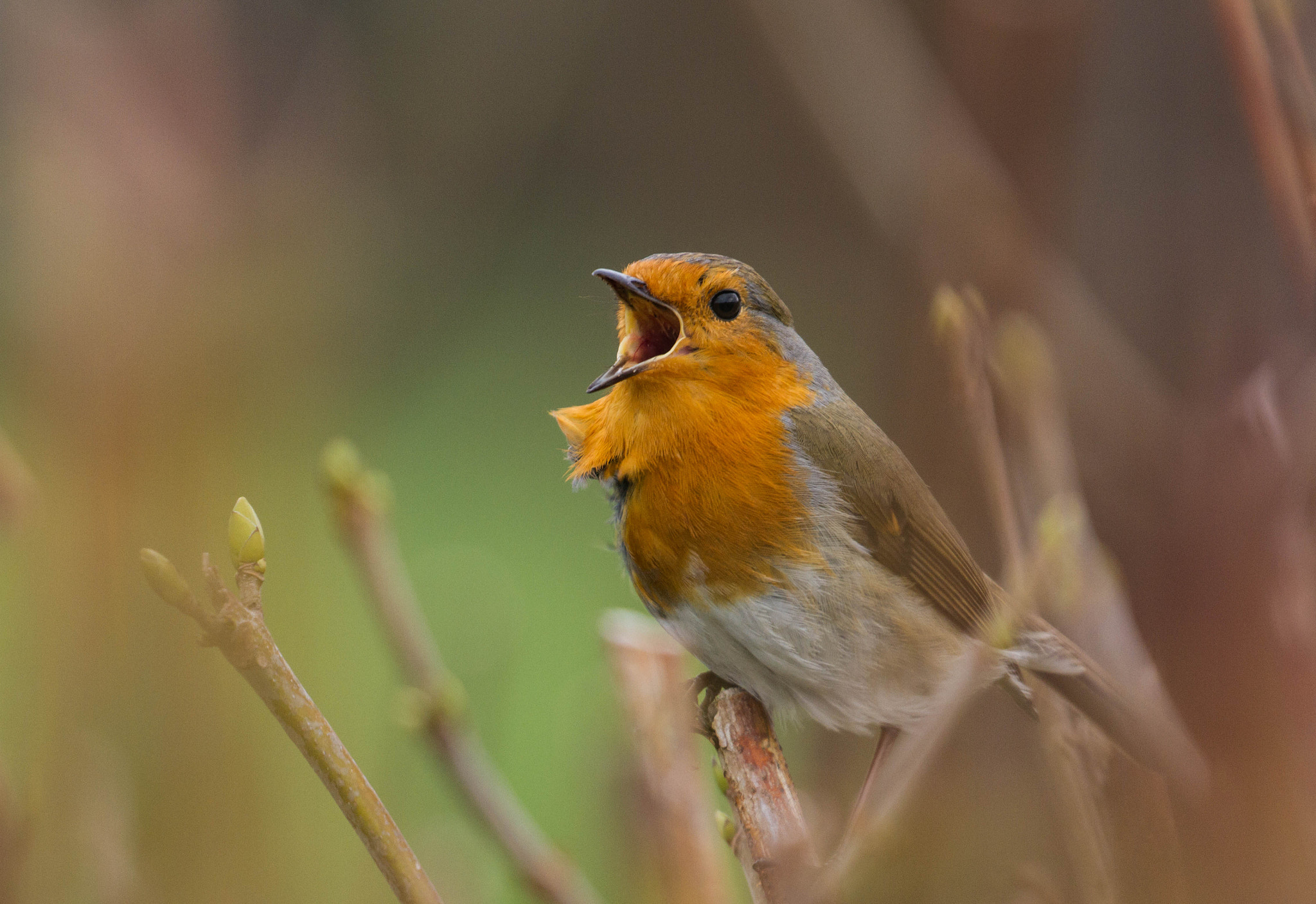 Canon EOS 7D + Canon EF 100-400mm F4.5-5.6L IS II USM sample photo. Singing in the hedge photography