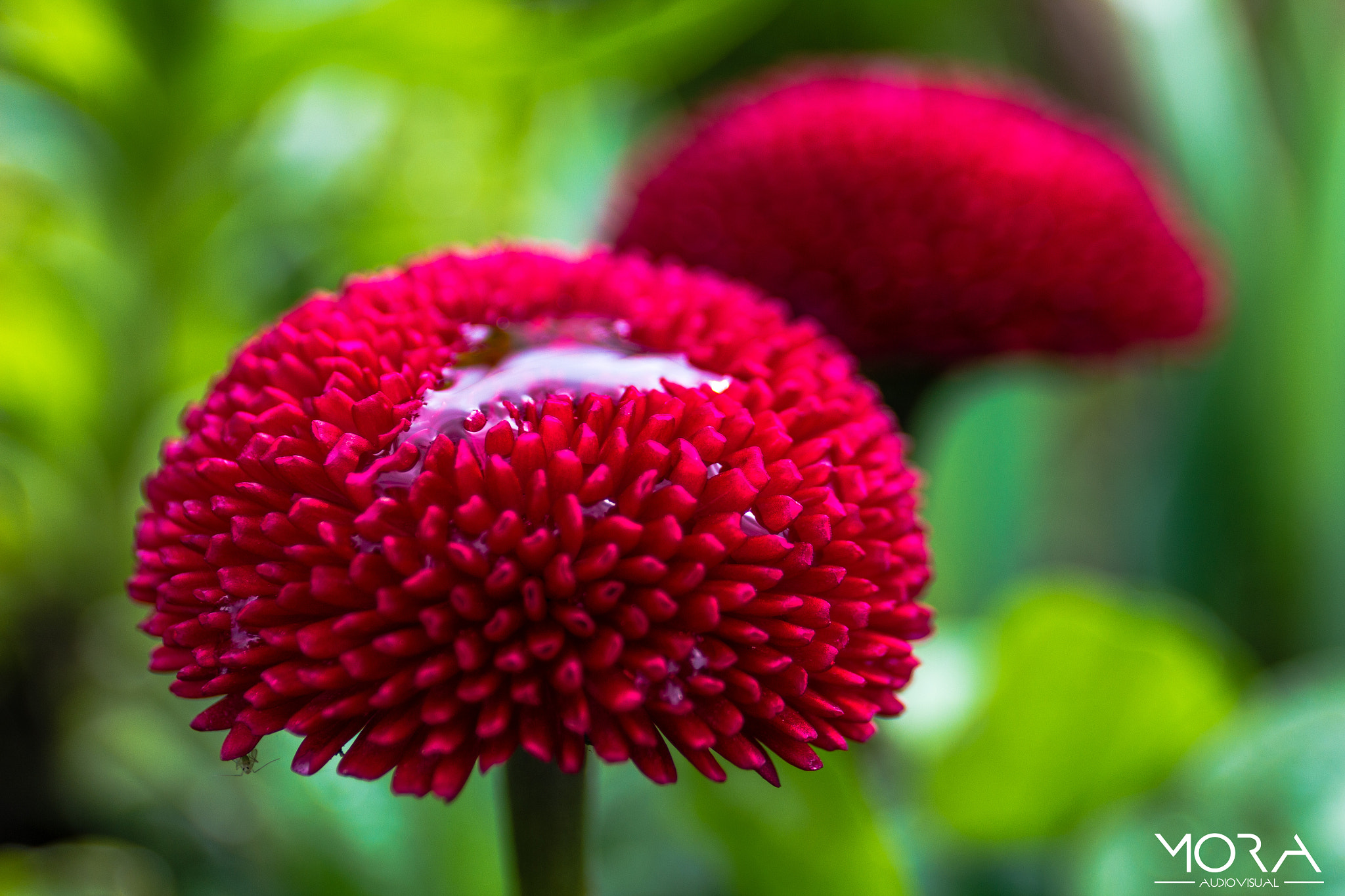Canon EF 24-70mm F4L IS USM sample photo. Tiny flower photography