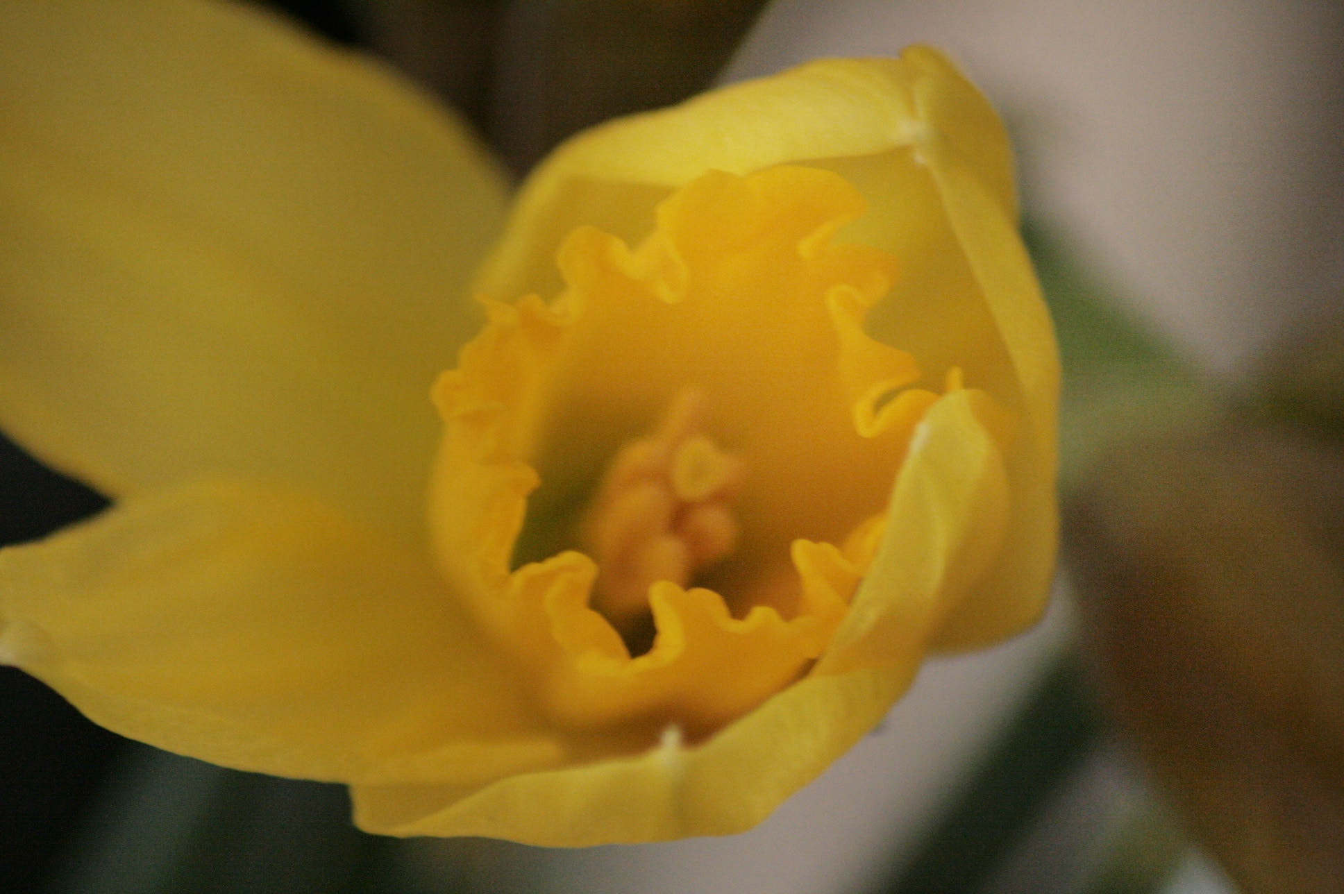 Canon EOS 400D (EOS Digital Rebel XTi / EOS Kiss Digital X) sample photo. Daffodil photography