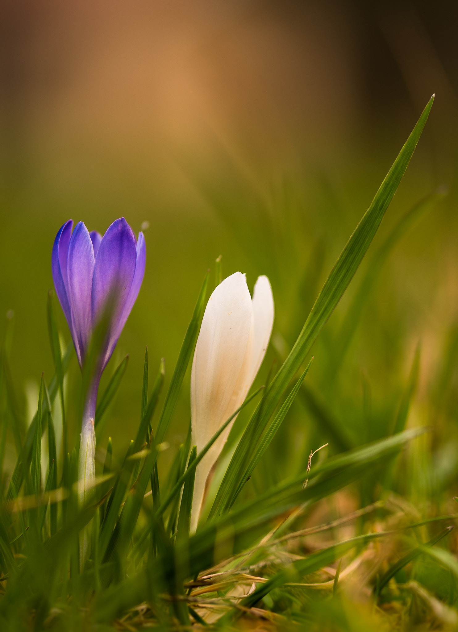 Sigma 105mm F2.8 EX DG OS HSM sample photo. Blue and white photography