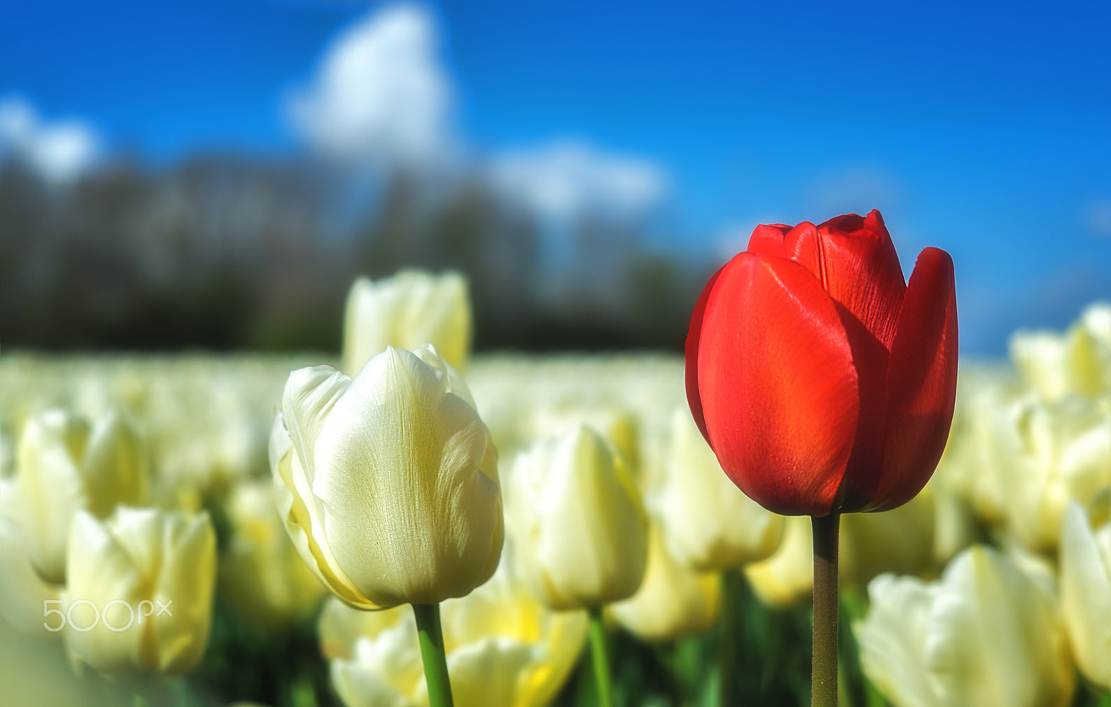 Fujifilm XF 18-55mm F2.8-4 R LM OIS sample photo. Spring photography