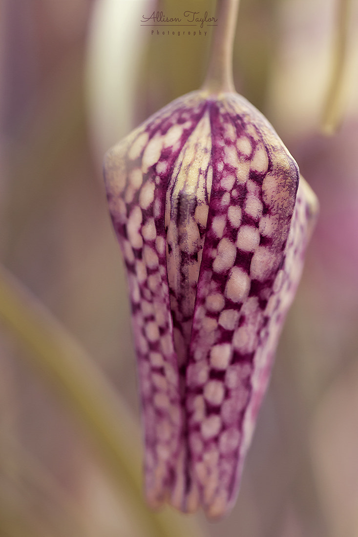Canon EF 100mm F2.8L Macro IS USM sample photo. Spring herald photography
