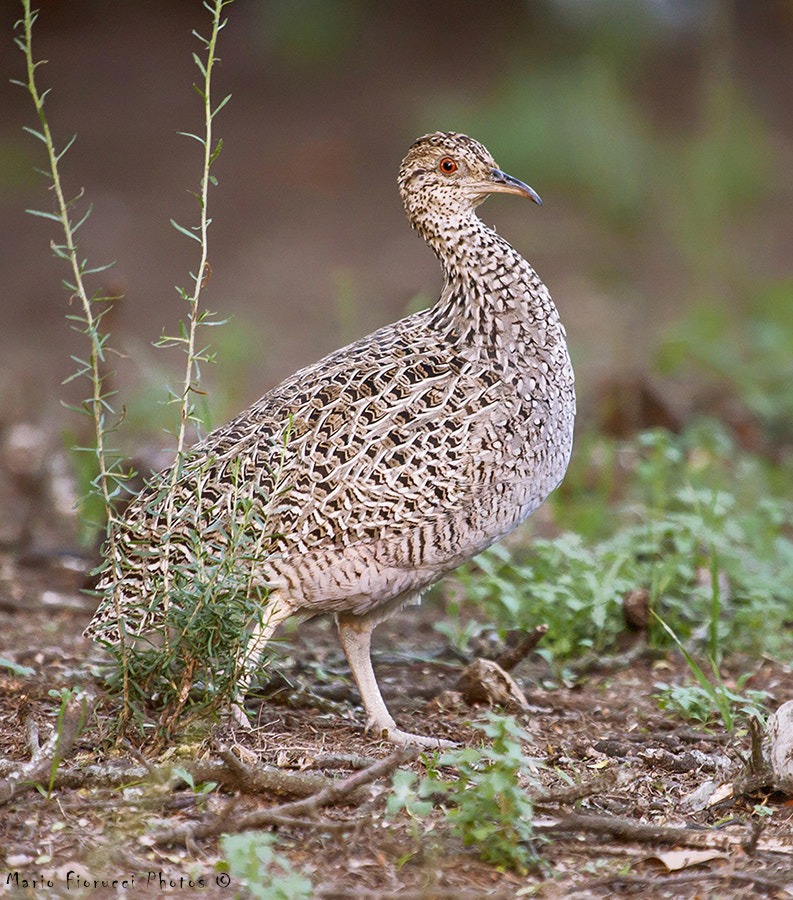 Canon EF 100-400mm F4.5-5.6L IS USM sample photo. Nothoprocta cinerascens photography