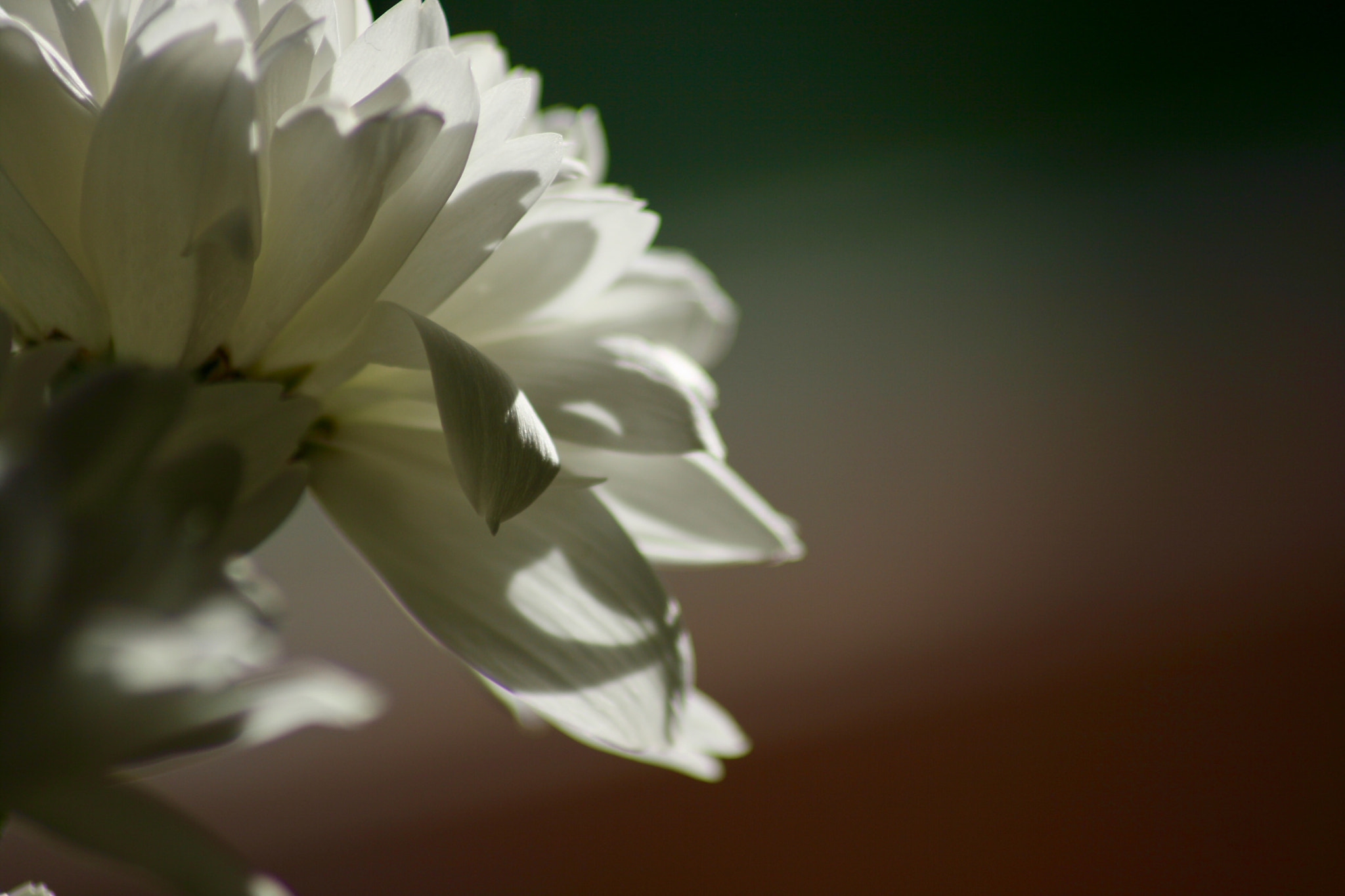 Canon EOS 400D (EOS Digital Rebel XTi / EOS Kiss Digital X) sample photo. White petals photography