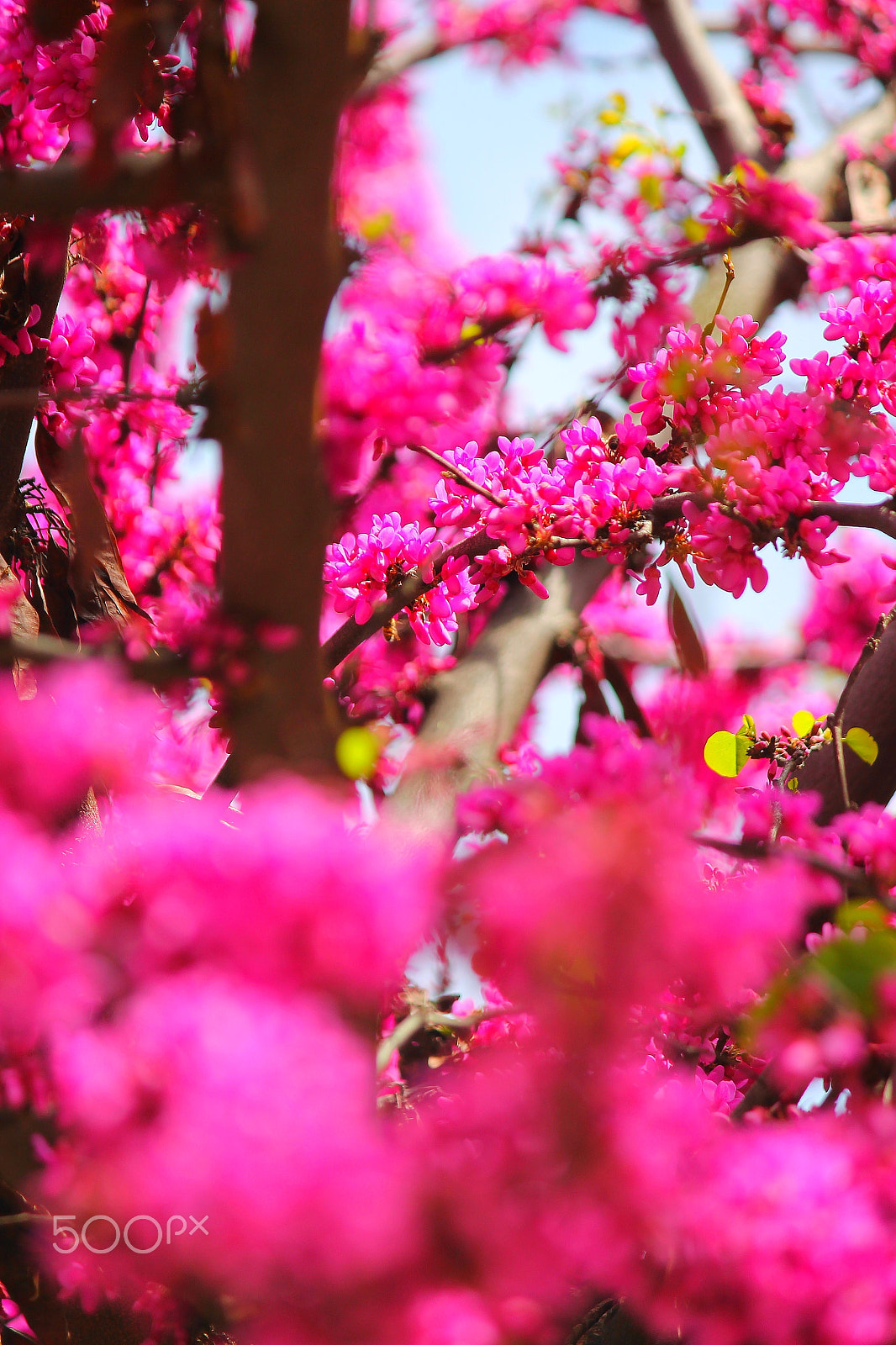 Canon EF-S 55-250mm F4-5.6 IS sample photo. Primavera photography