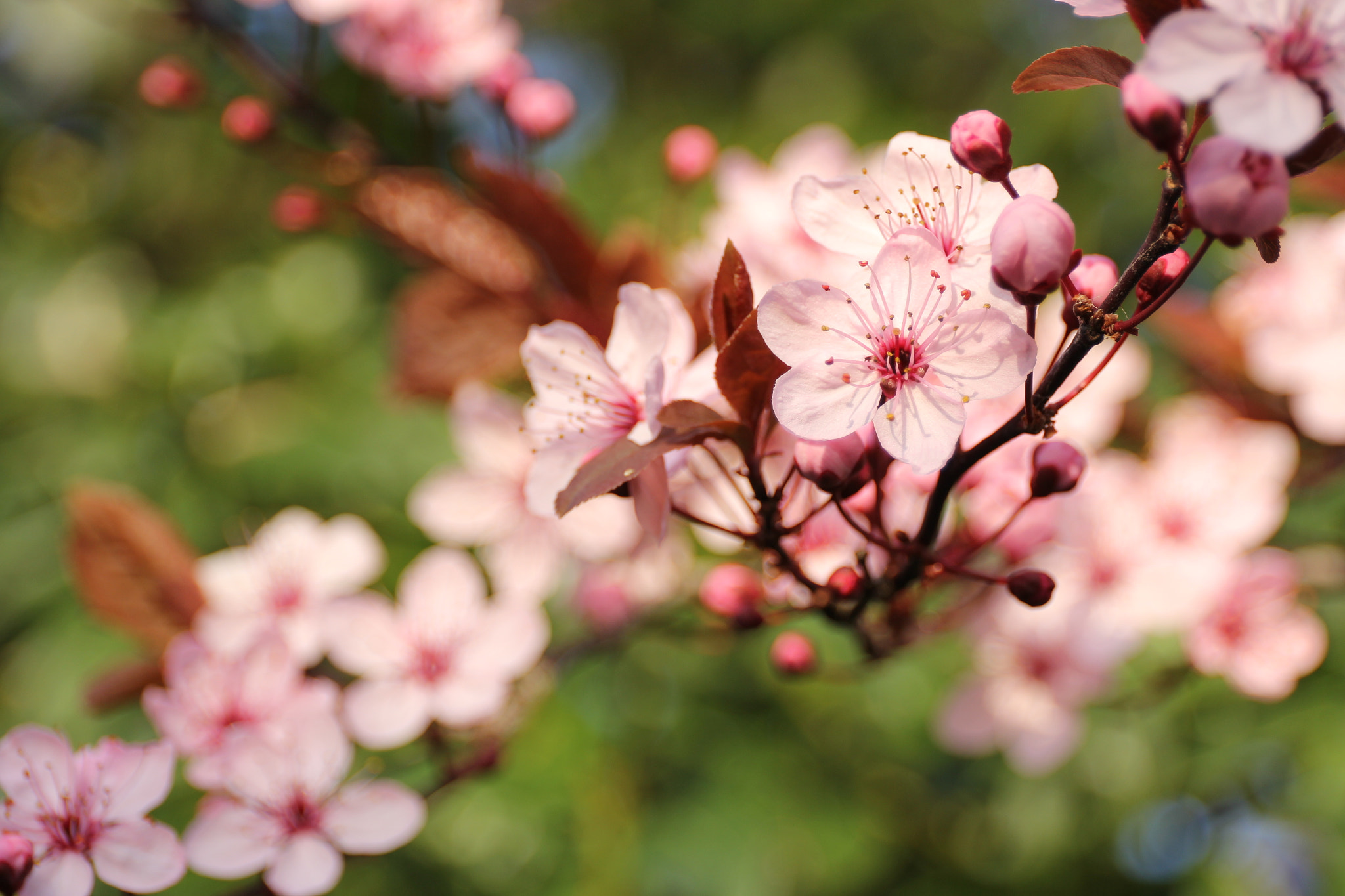 Canon EF 24-70mm F4L IS USM sample photo. Bloesem photography