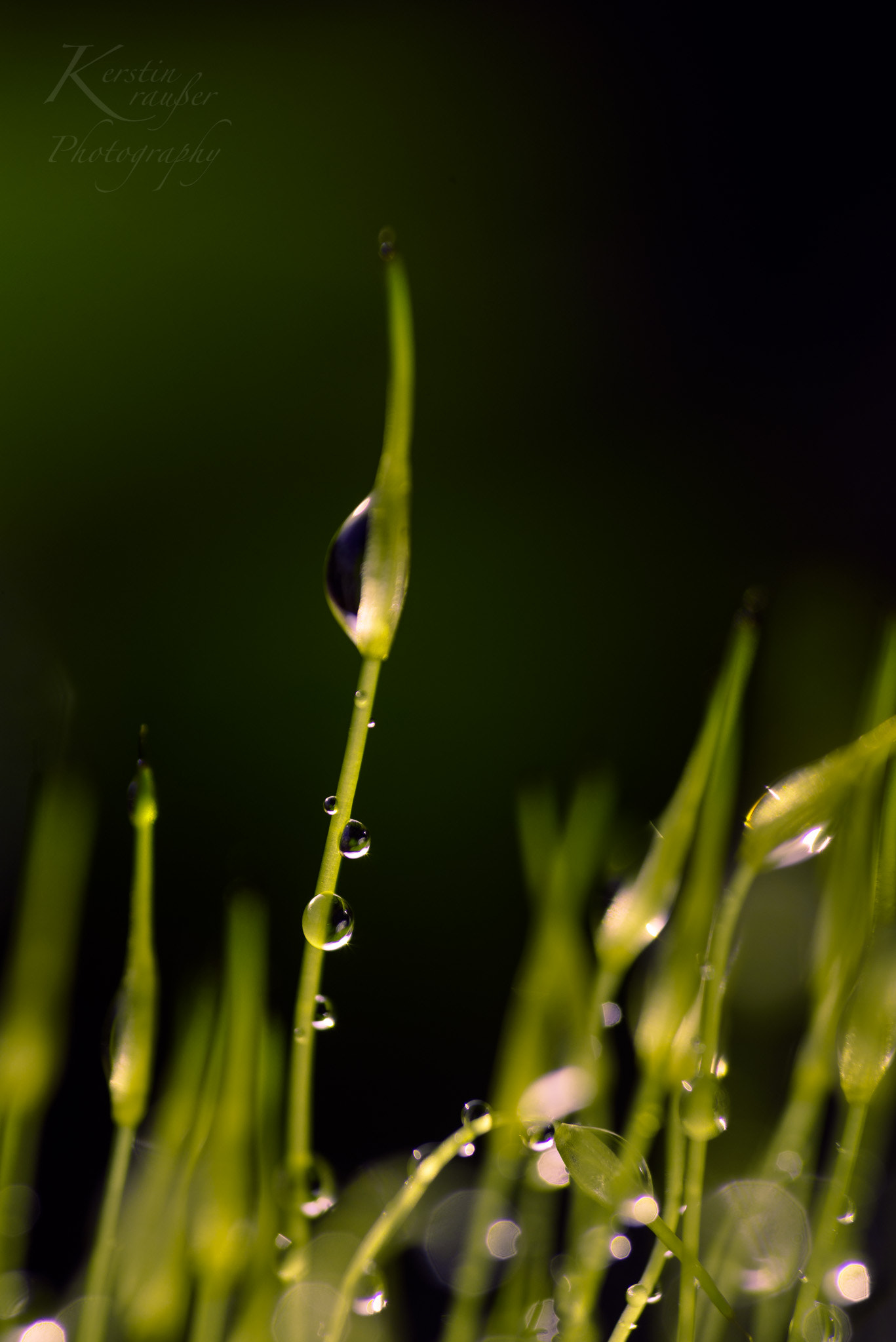 Sigma 105mm F2.8 EX DG OS HSM sample photo. Little drop photography