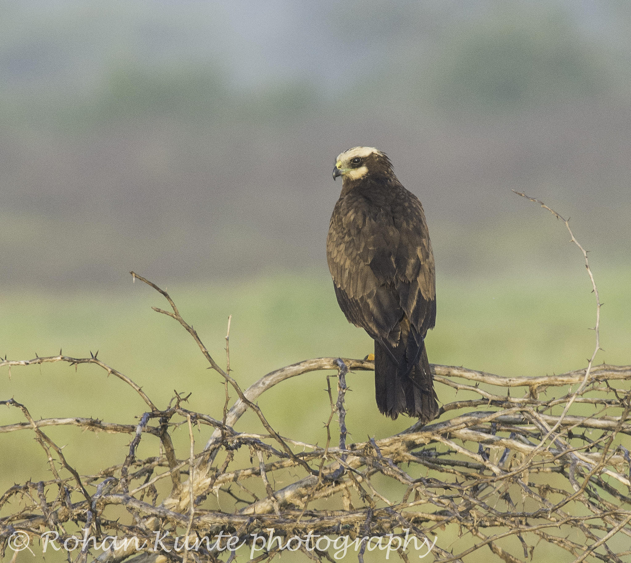 Nikon D7100 sample photo. Marsh harrier photography