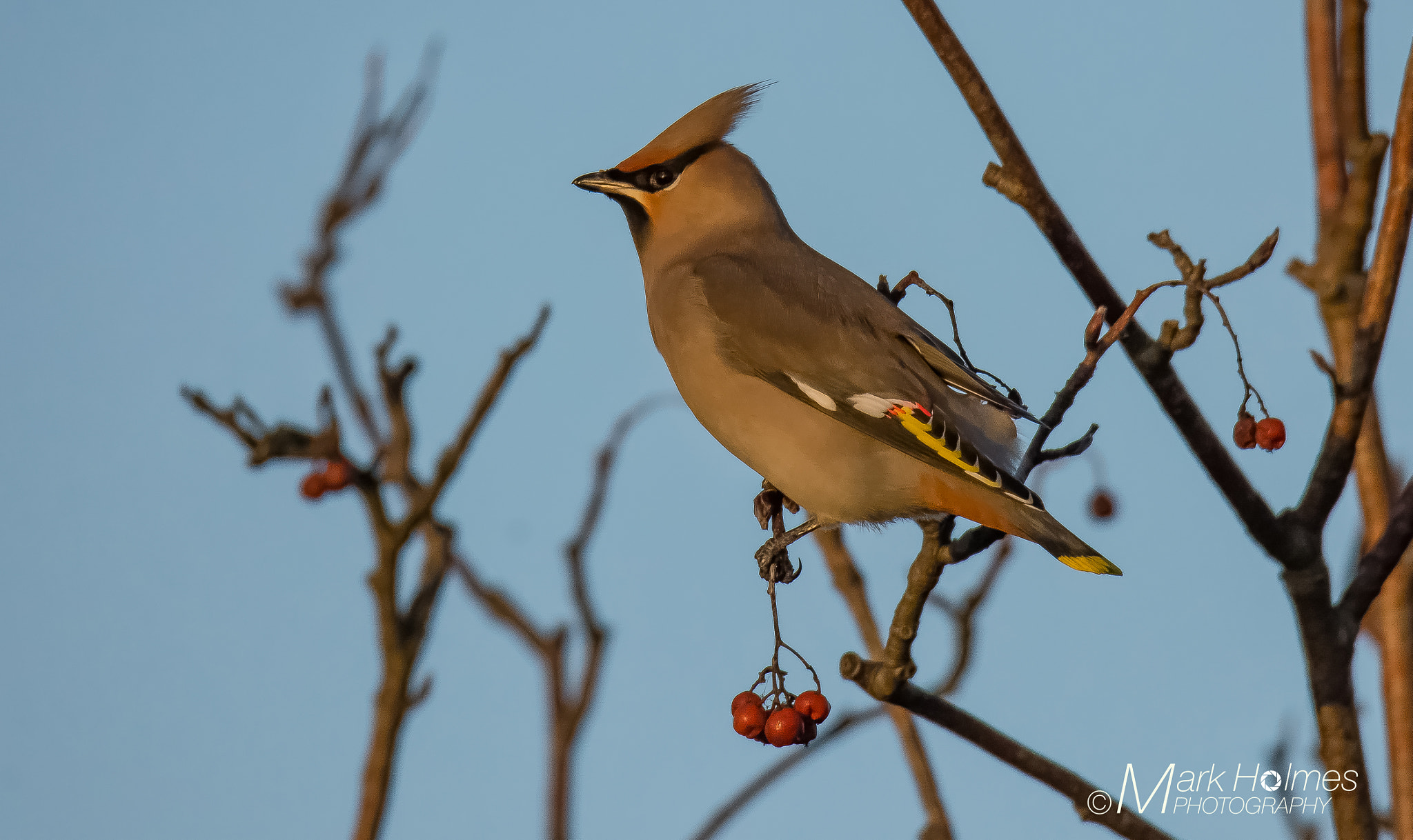 Sigma 150-600mm F5-6.3 DG OS HSM | S sample photo. Waxwing photography