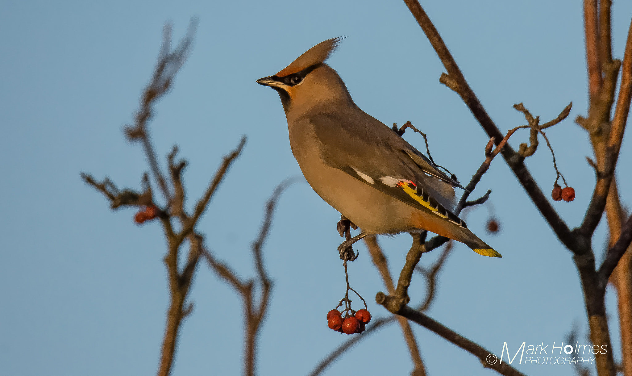 Nikon D7200 sample photo. Waxwing photography