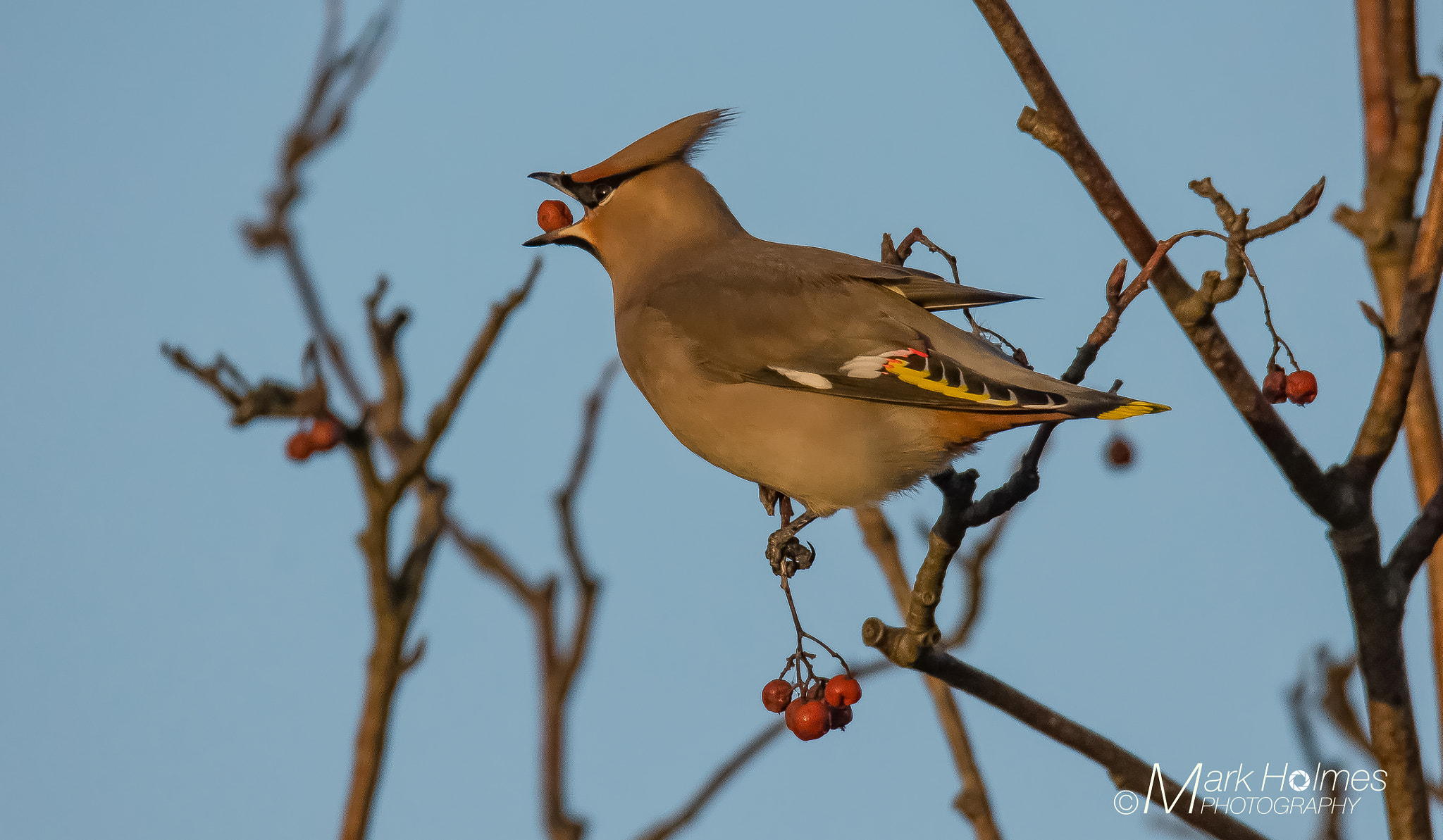 Sigma 150-600mm F5-6.3 DG OS HSM | S sample photo. Waxwing. photography