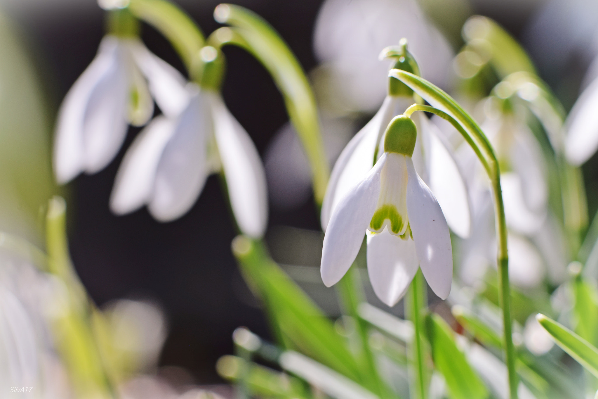 Nikon AF-S Micro-Nikkor 105mm F2.8G IF-ED VR sample photo. Galanthus photography