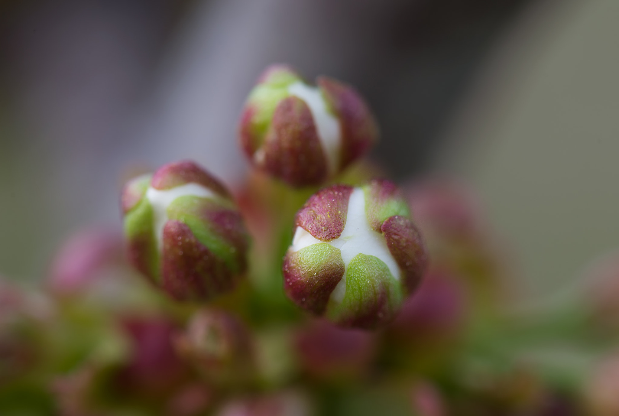Nikon AF-S Micro-Nikkor 105mm F2.8G IF-ED VR sample photo. A punt d'obrir-se photography