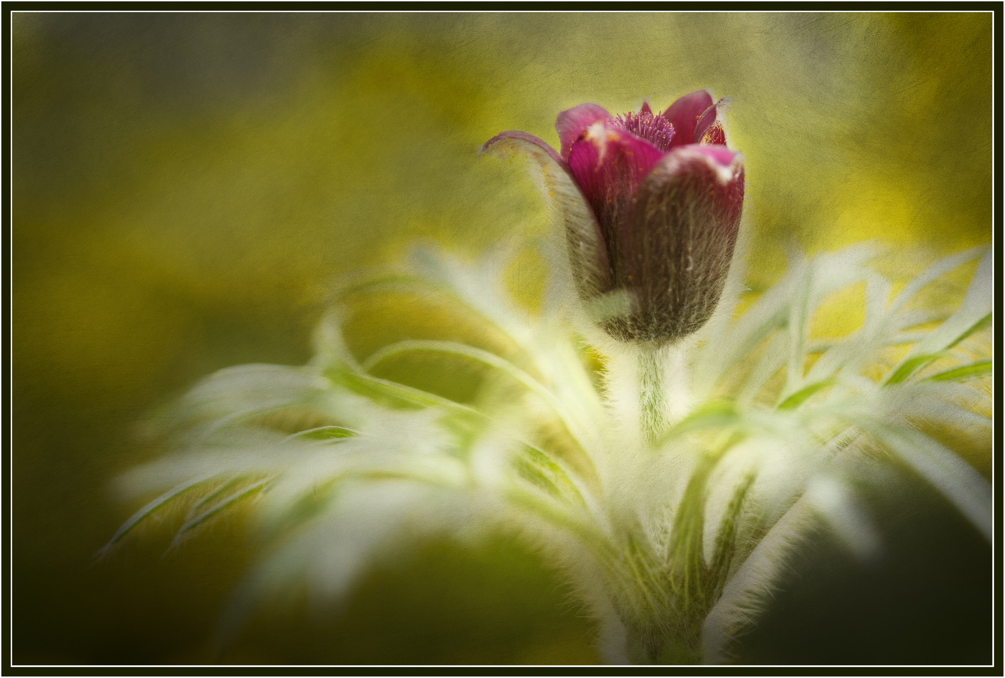 Canon EF 180mm F3.5L Macro USM sample photo. Kuhschelle photography
