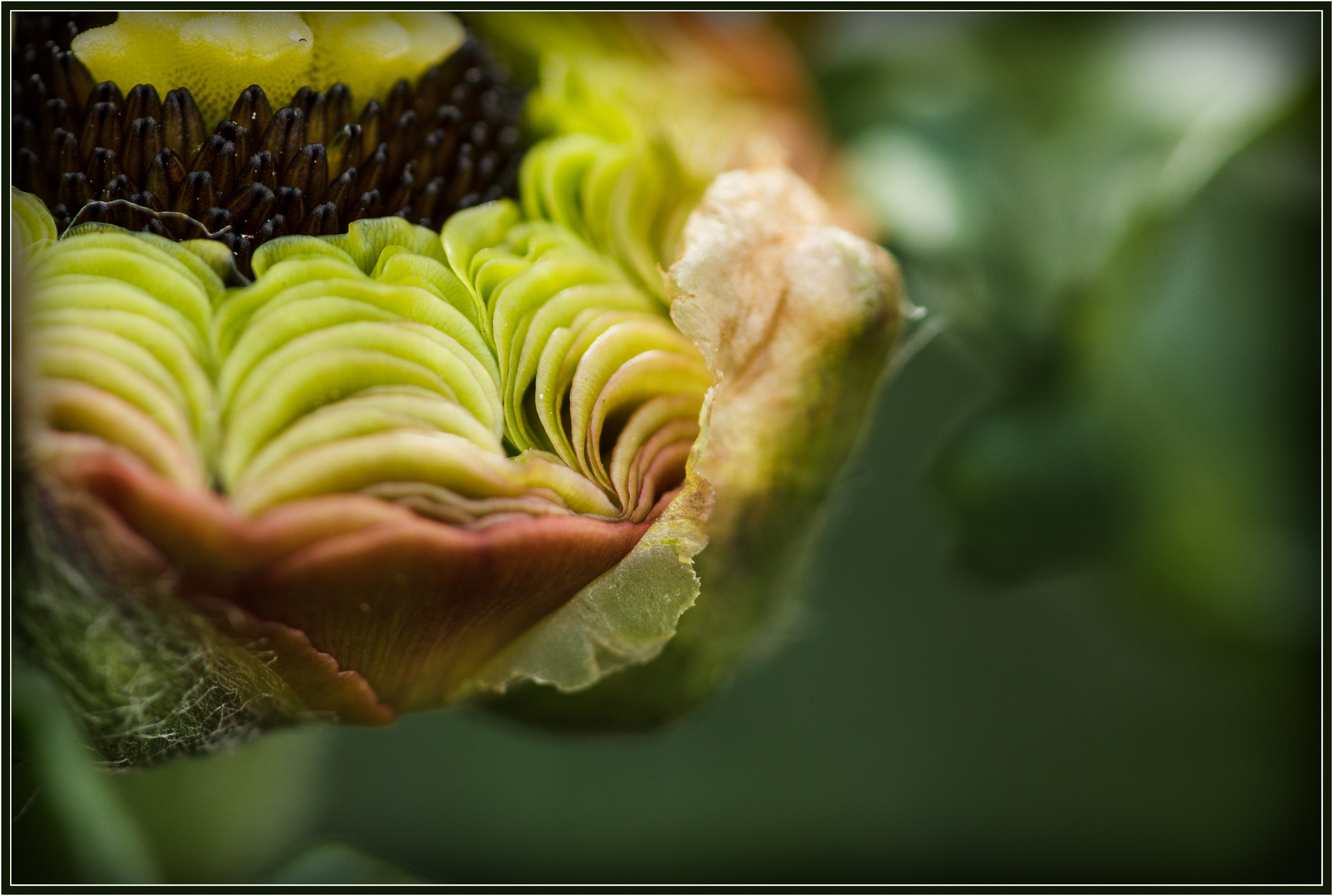 Canon EF 180mm F3.5L Macro USM sample photo. Ranunkel photography