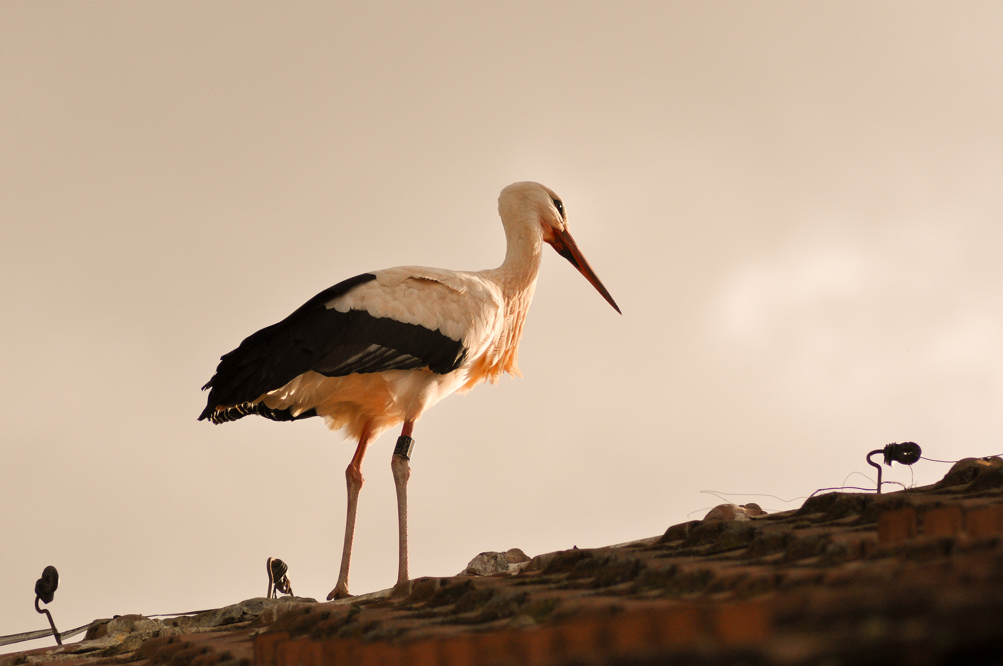 Nikon D5000 sample photo. Stork in the evening light photography