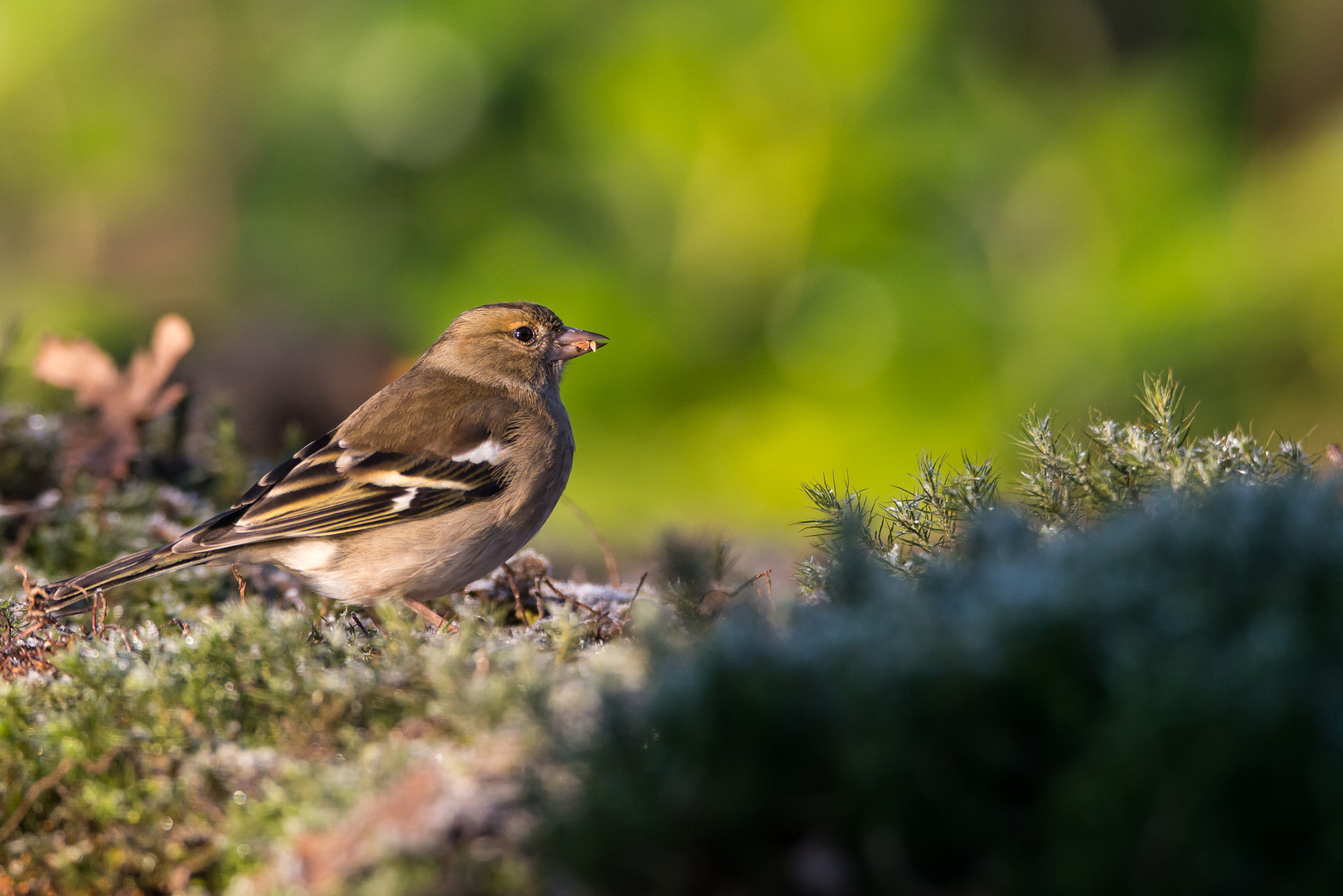 Nikon D800 sample photo. Nuts photography