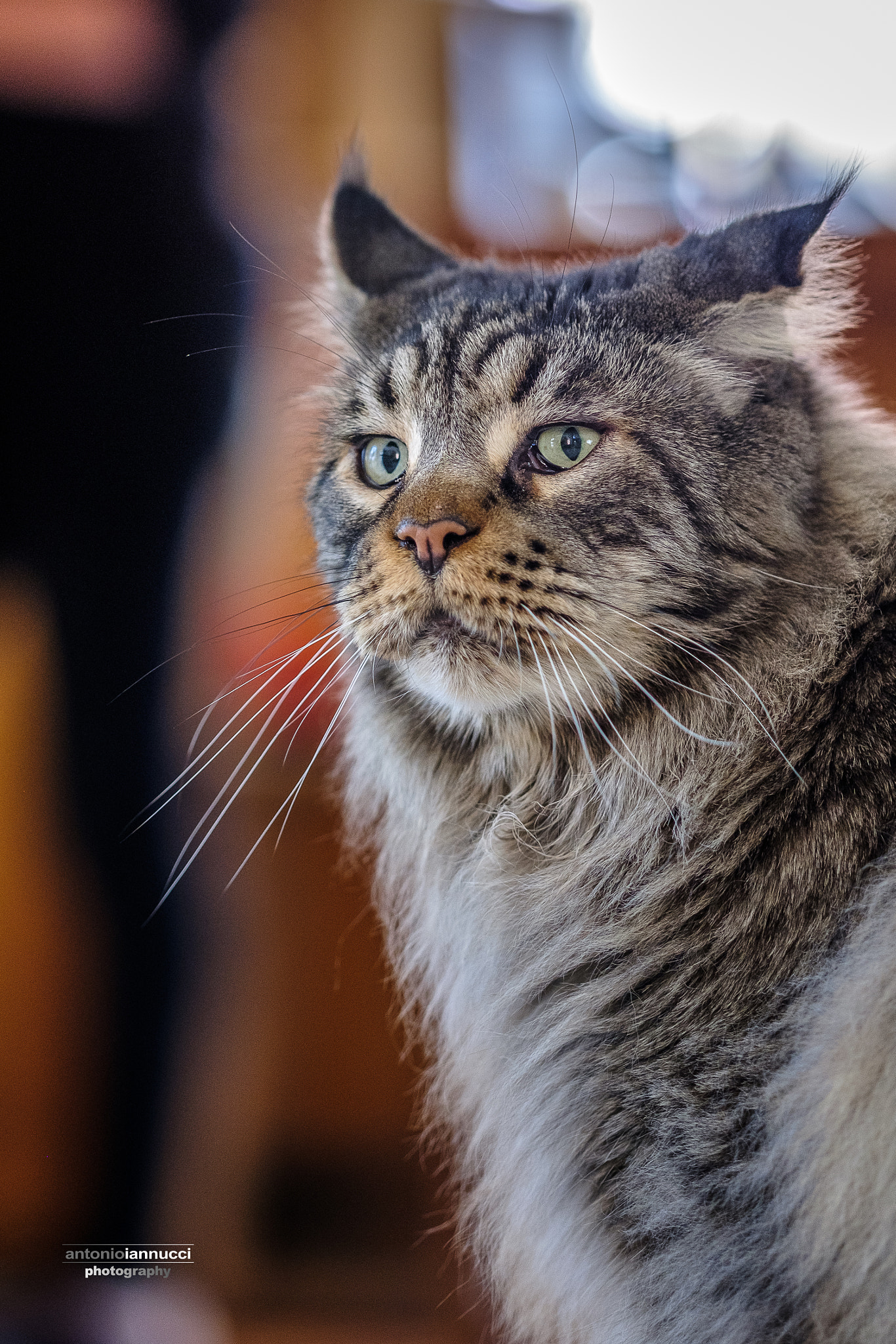 Fujifilm X-T2 + Fujifilm XF 90mm F2 R LM WR sample photo. Zeus regale maine photography