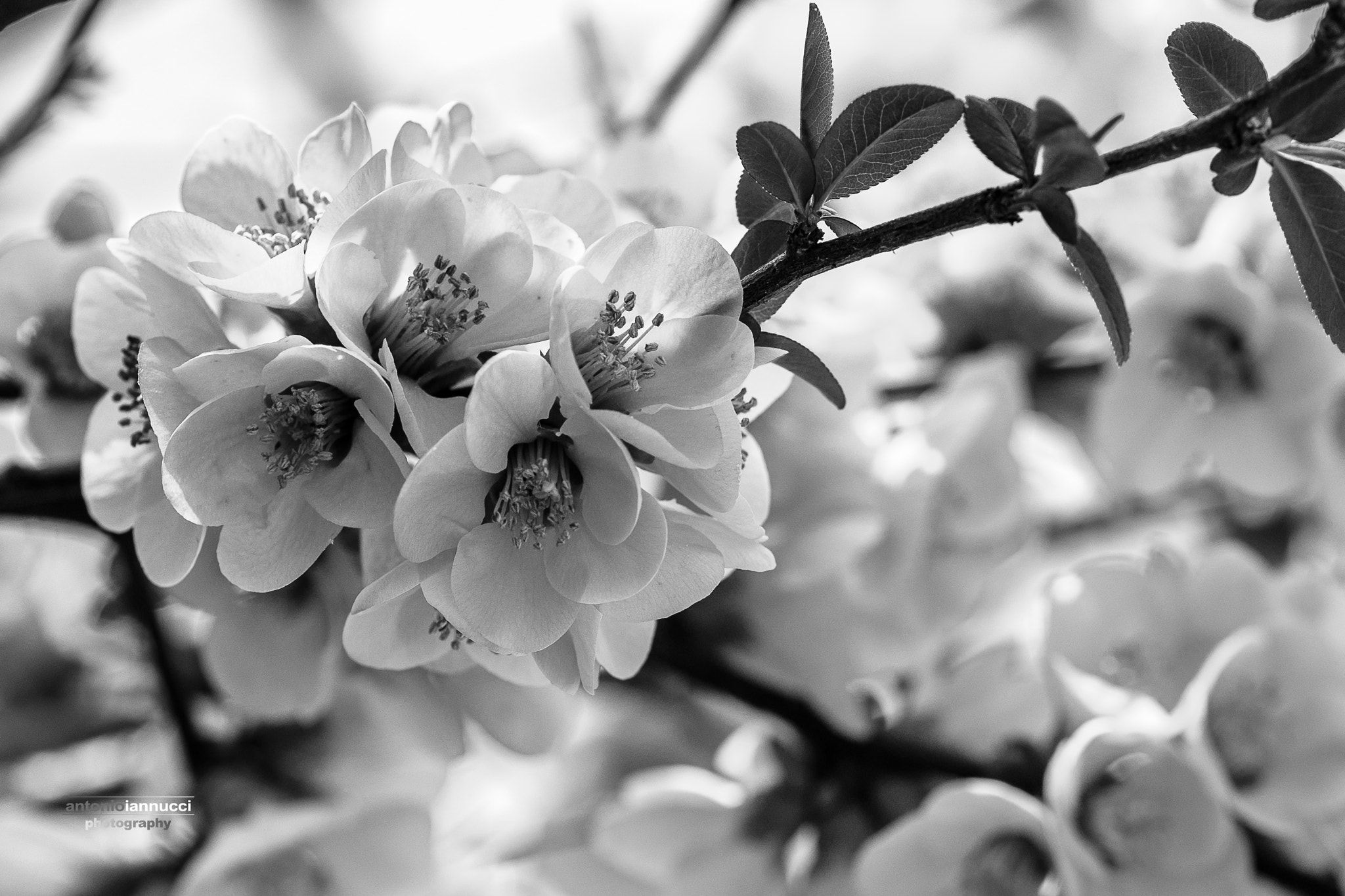 Fujifilm X-T2 + Fujifilm XF 90mm F2 R LM WR sample photo. Japanese style photography