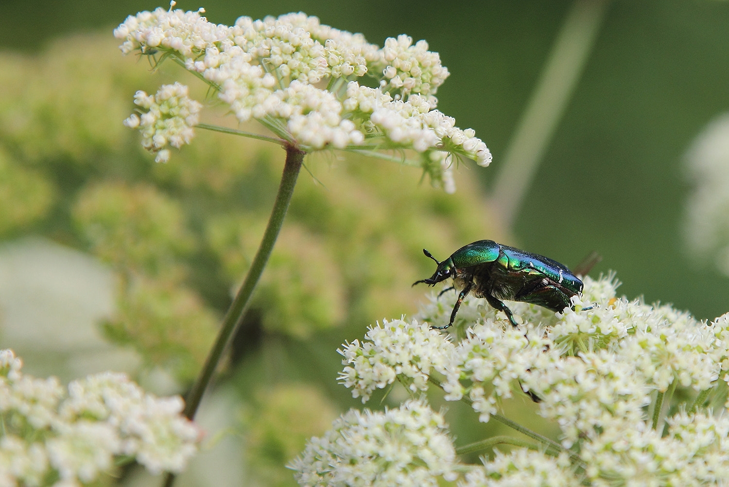 Canon EOS 550D (EOS Rebel T2i / EOS Kiss X4) sample photo. The gladiator (cetonia aurata) photography