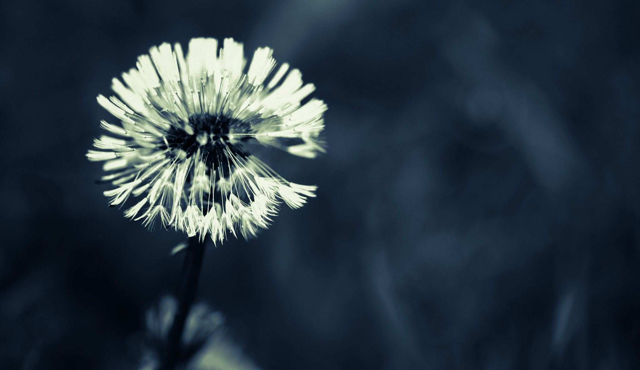 Sigma 105mm F2.8 EX DG OS HSM sample photo. Punk... photography