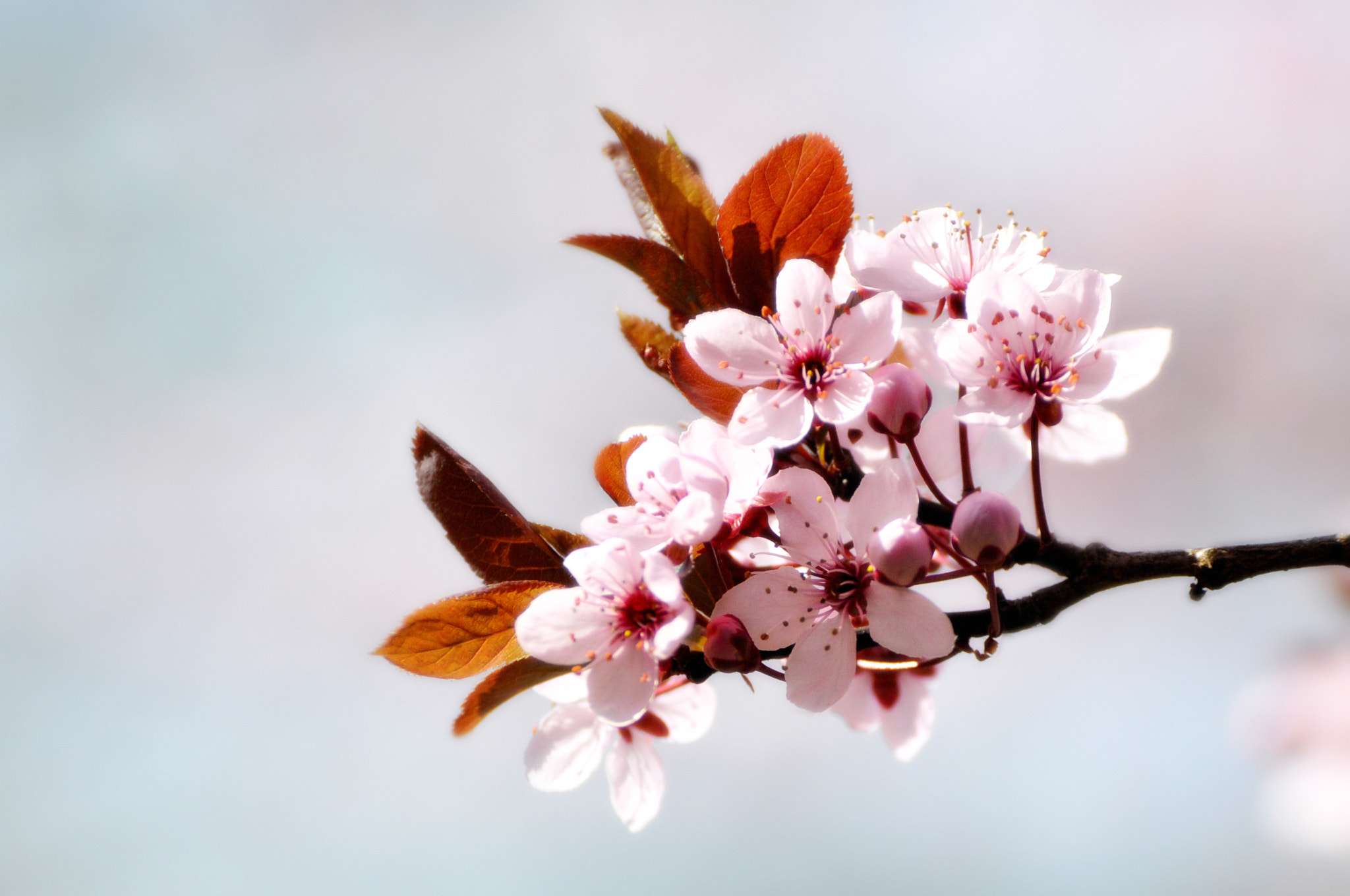 Nikon D90 sample photo. Spring... photography