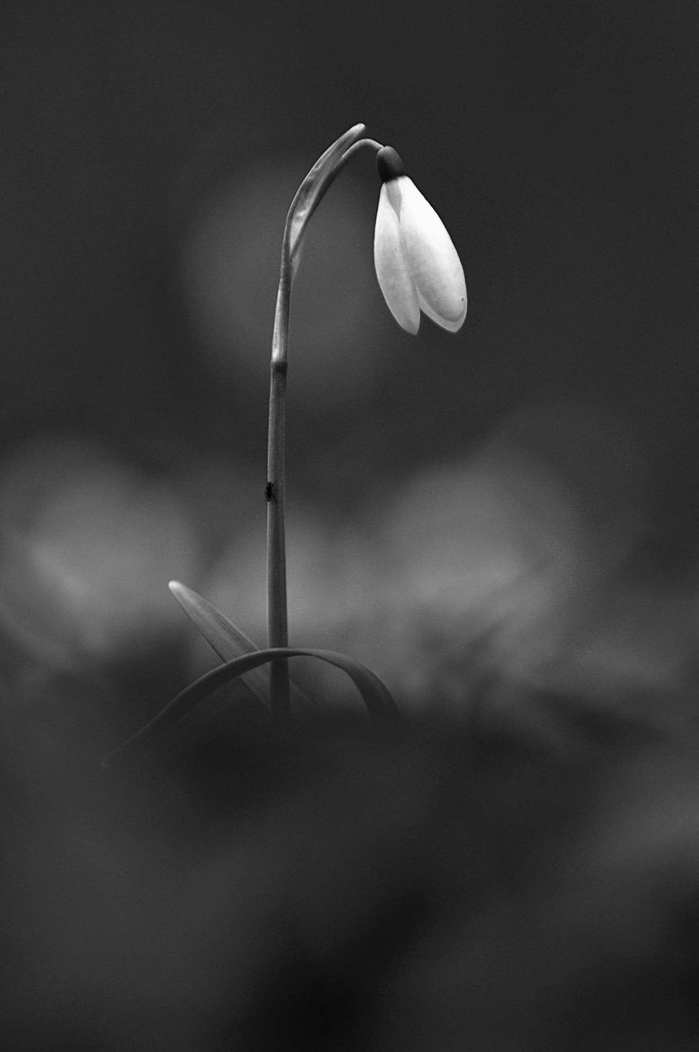 Nikon D300S sample photo. Knowledge is love, light and vision (keller) photography