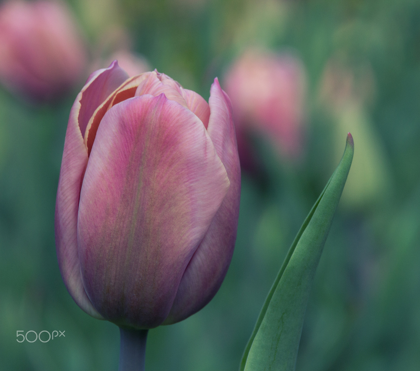 Sigma 18-250mm F3.5-6.3 DC OS HSM sample photo. Flora photography