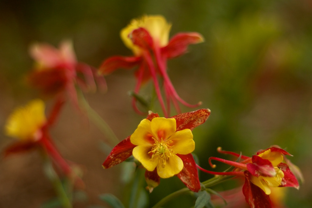 Canon EOS 450D (EOS Rebel XSi / EOS Kiss X2) sample photo. Columbine flowers photography
