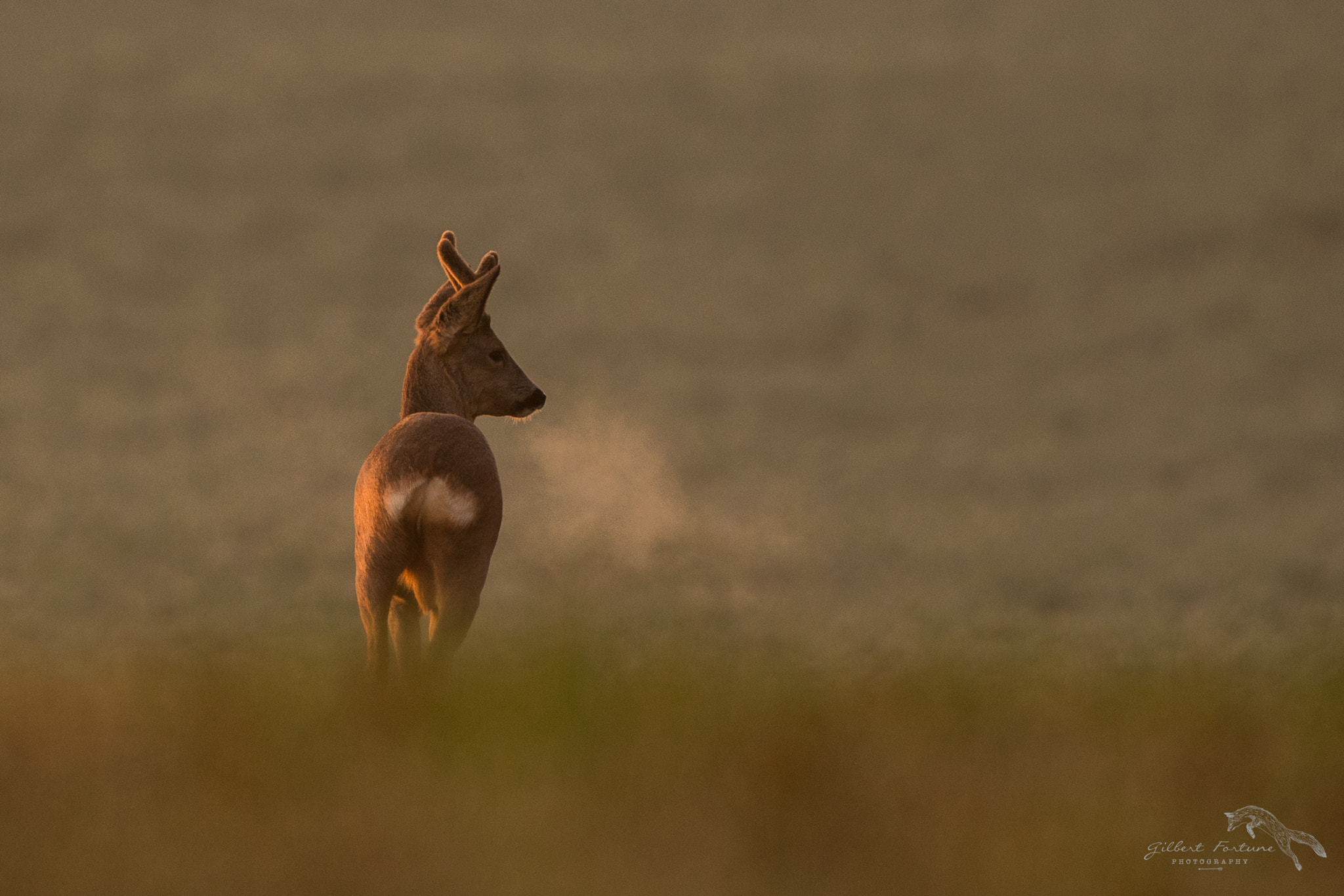 Nikon D5 + Nikon AF-S Nikkor 300mm F2.8G ED VR II sample photo. Le souffle du brocard photography