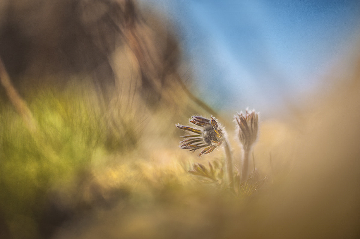 Sigma 150mm F2.8 EX DG Macro HSM sample photo. ...остров для двоих... photography