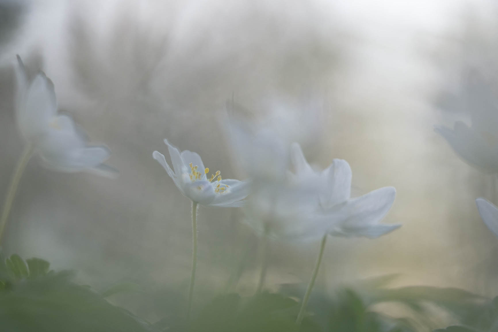 Olympus OM-D E-M1 Mark II + Olympus M.Zuiko Digital ED 40-150mm F2.8 Pro sample photo. Woodanemones in soft morninglight photography
