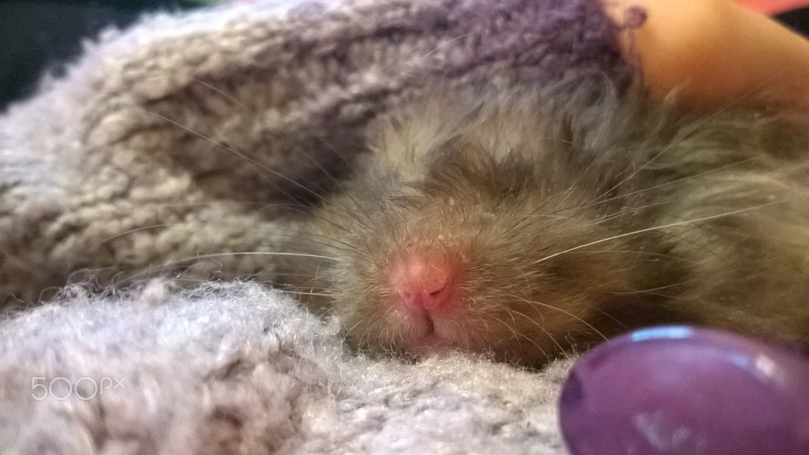 Nokia Lumia 735 sample photo. Cute little nose sleeping photography