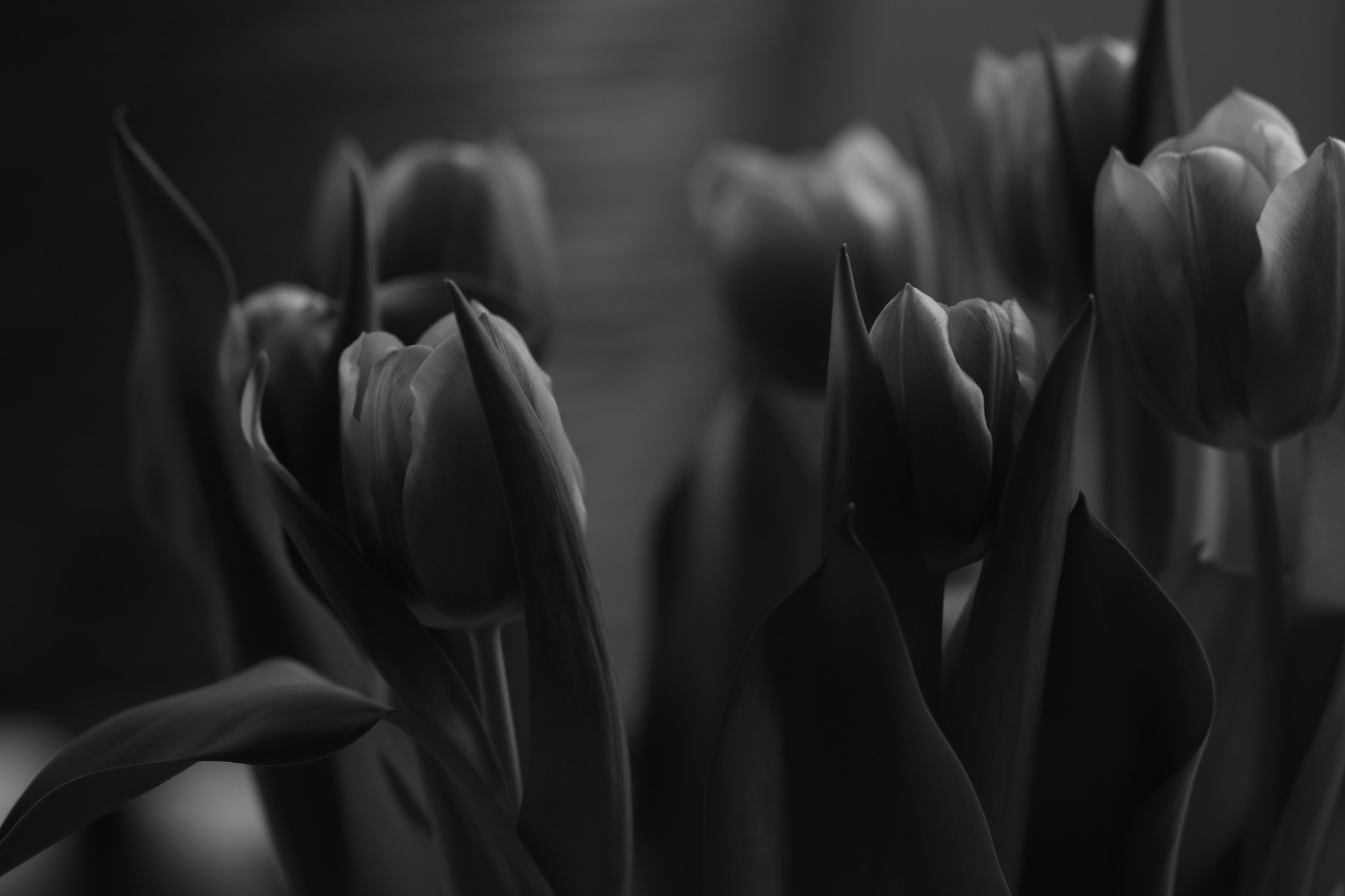 Canon EF 85mm F1.8 USM sample photo. Tulip photography
