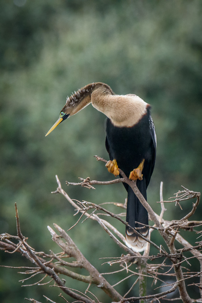 Nikon D810 + Sigma 50mm F2.8 EX DG Macro sample photo. Anhinga - adult female photography