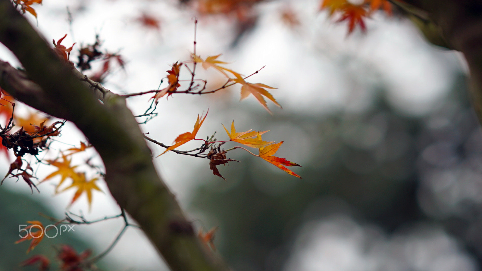 Sony a7S II + Sony FE 85mm F1.4 GM sample photo. You were my lesson photography