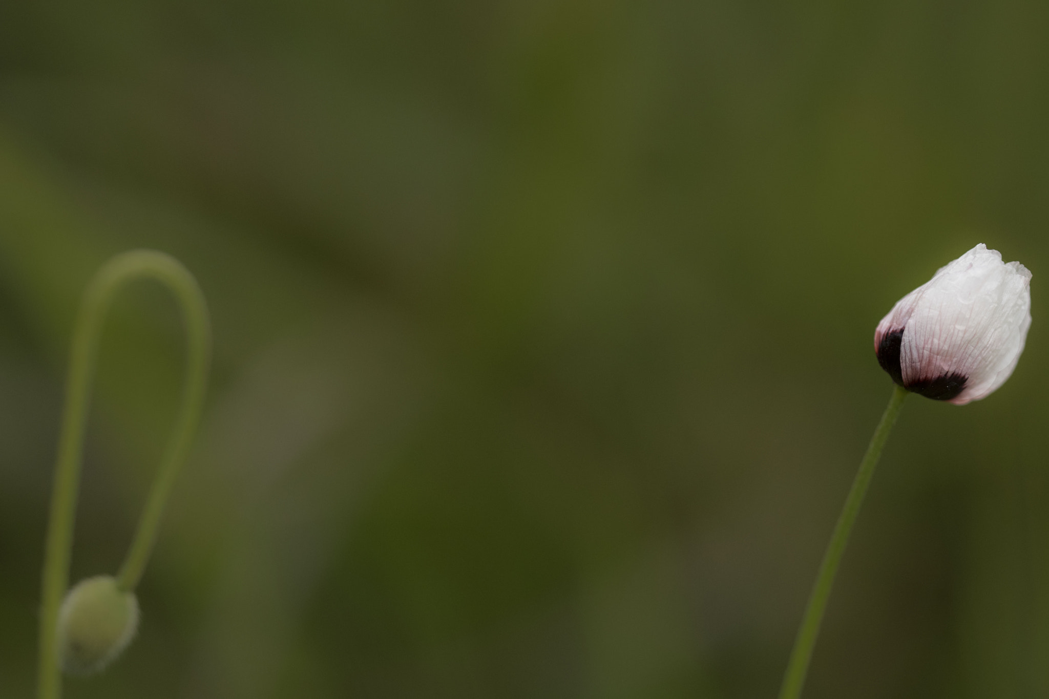 Sigma 150mm F2.8 EX DG OS Macro HSM sample photo. Amapola blanca photography
