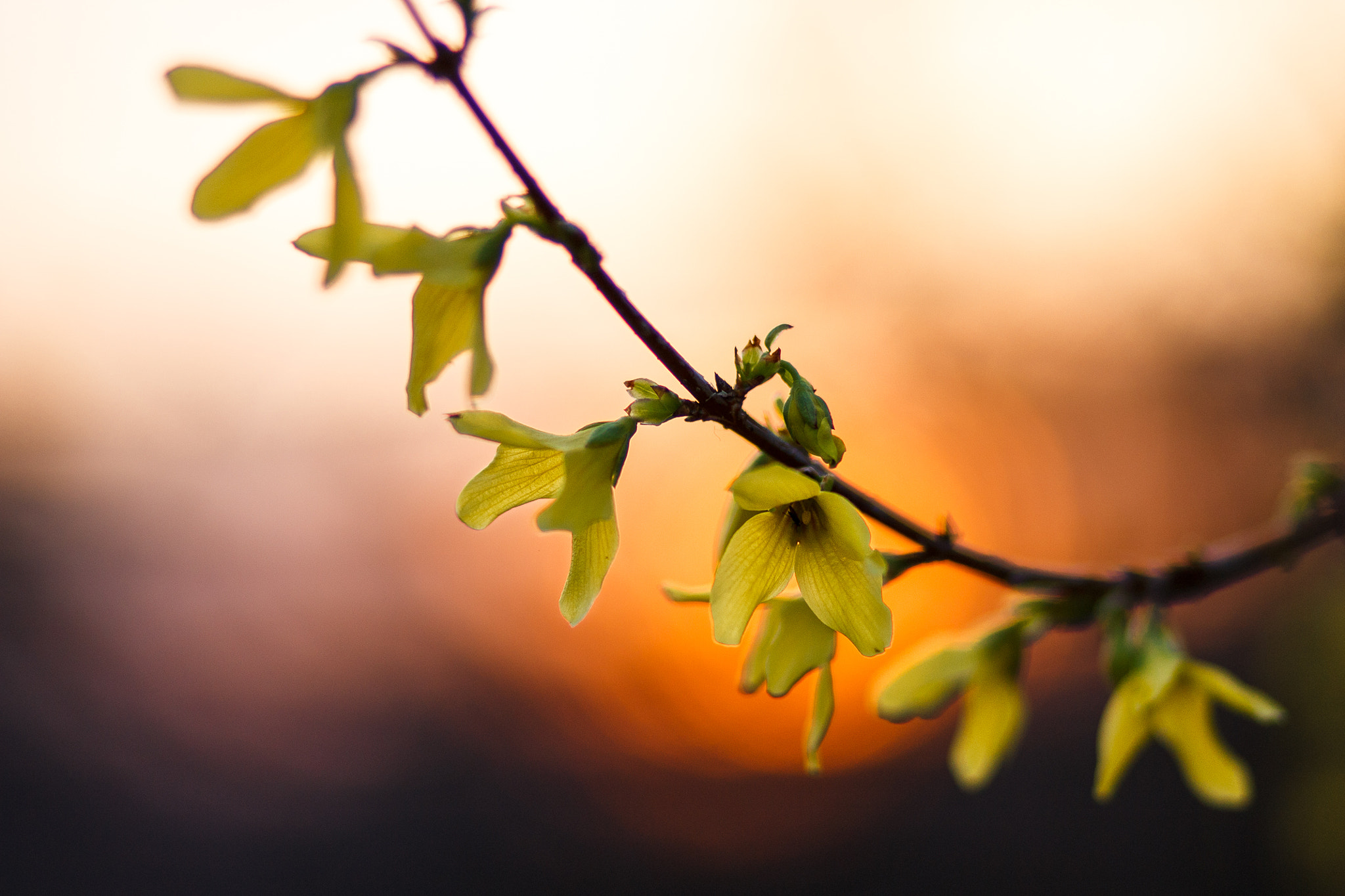 Canon EOS 1100D (EOS Rebel T3 / EOS Kiss X50) sample photo. Forsythia photography