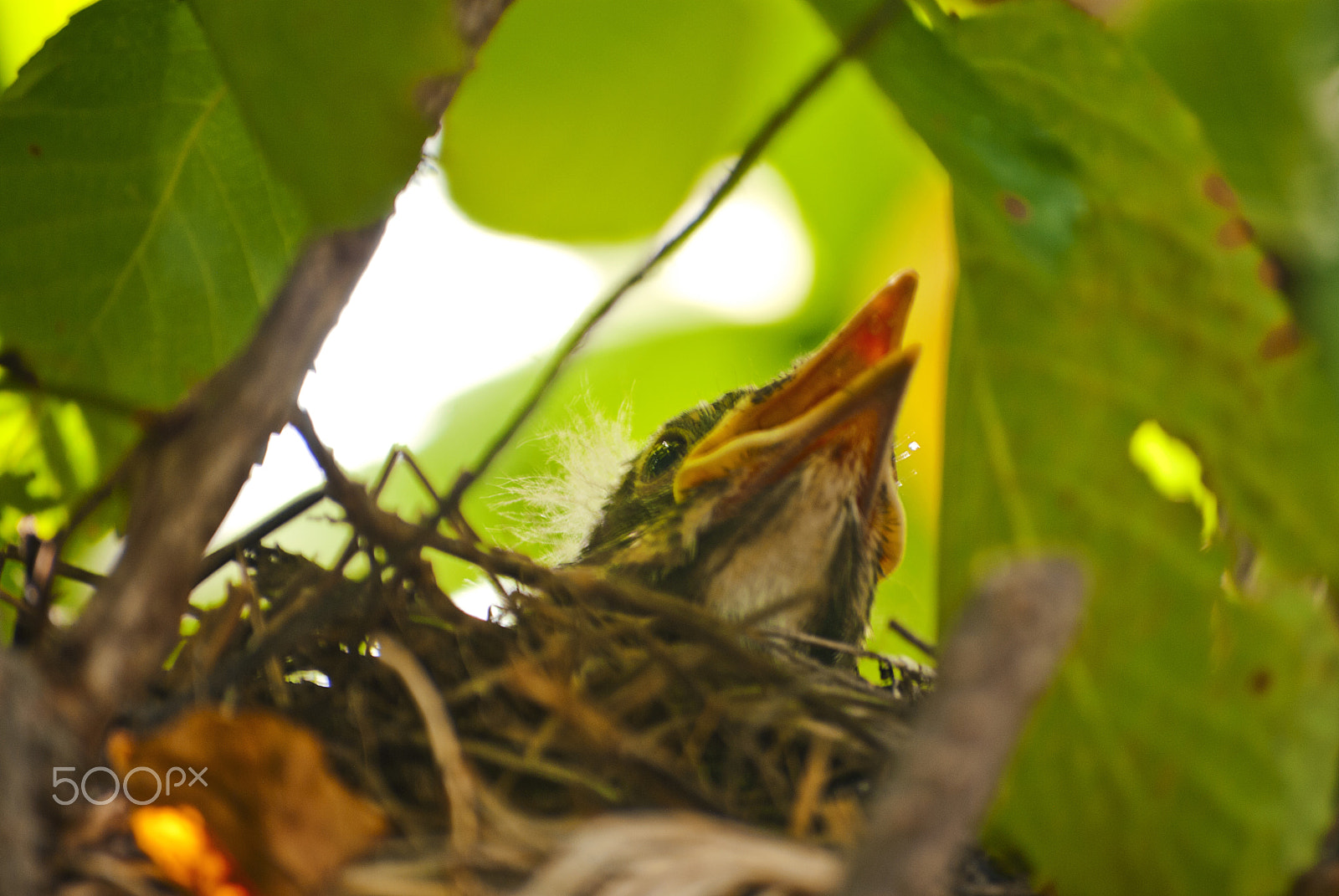 Nikon D60 sample photo. Nido photography