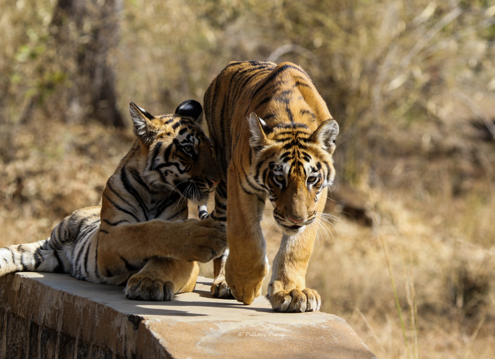 Canon EF 100-400mm F4.5-5.6L IS USM sample photo. Future kings photography