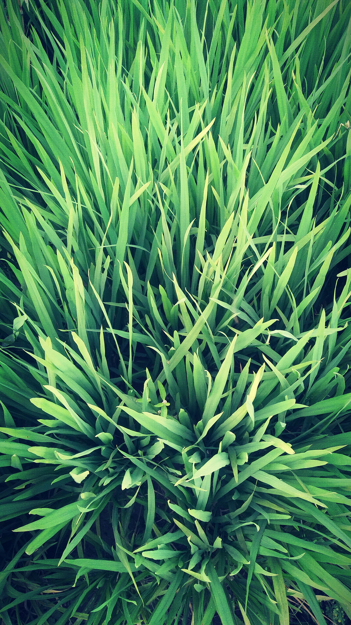 OPPO F1f sample photo. Green grass photography