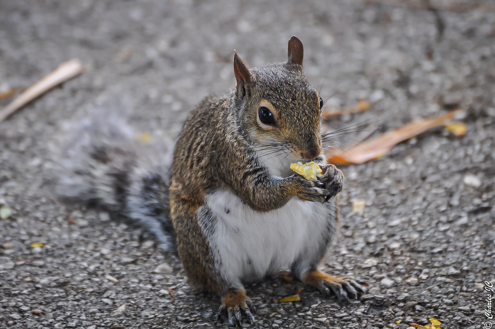 Nikon D5000 sample photo. I got food photography