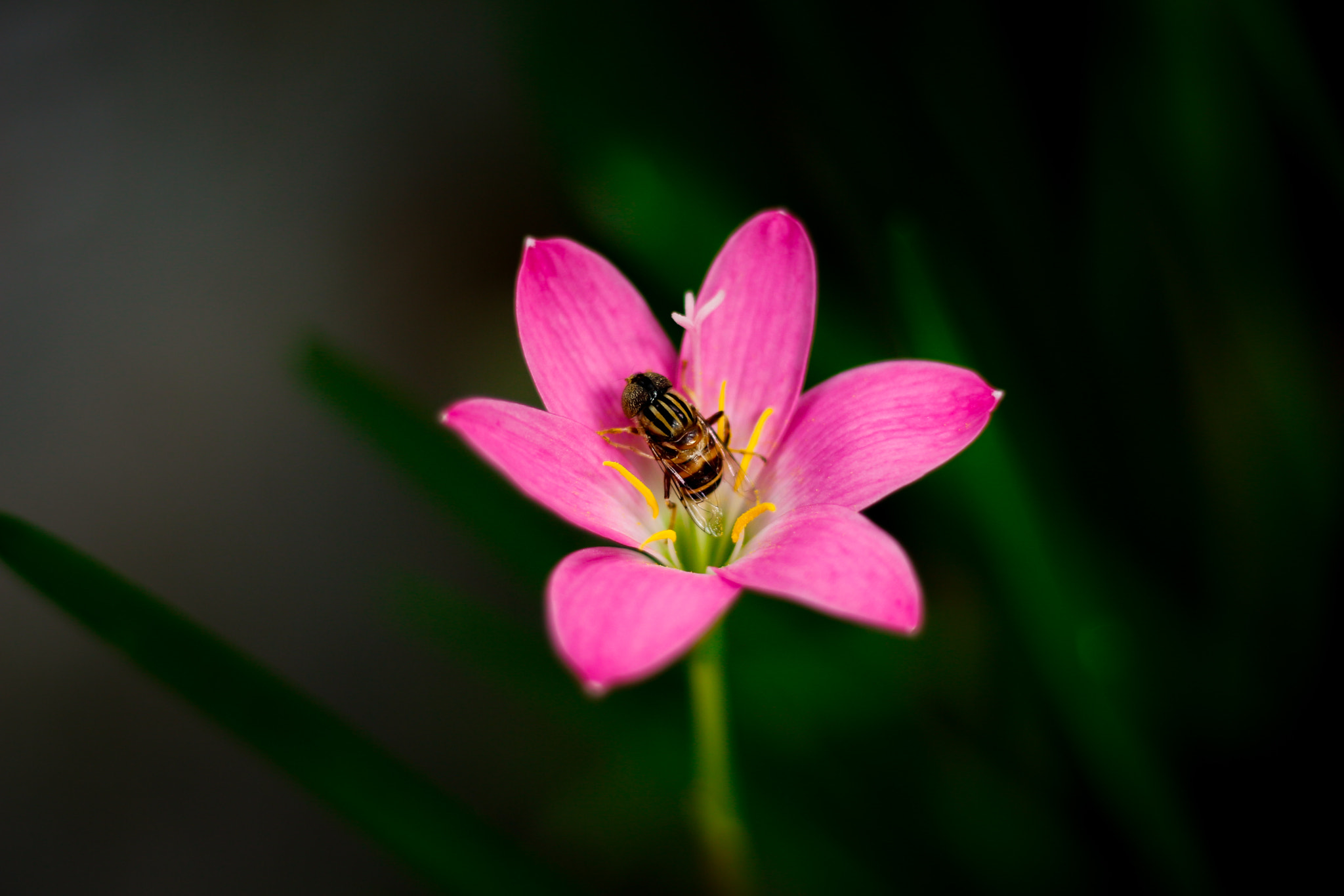 Canon EOS 700D (EOS Rebel T5i / EOS Kiss X7i) sample photo. Pink rain lily photography