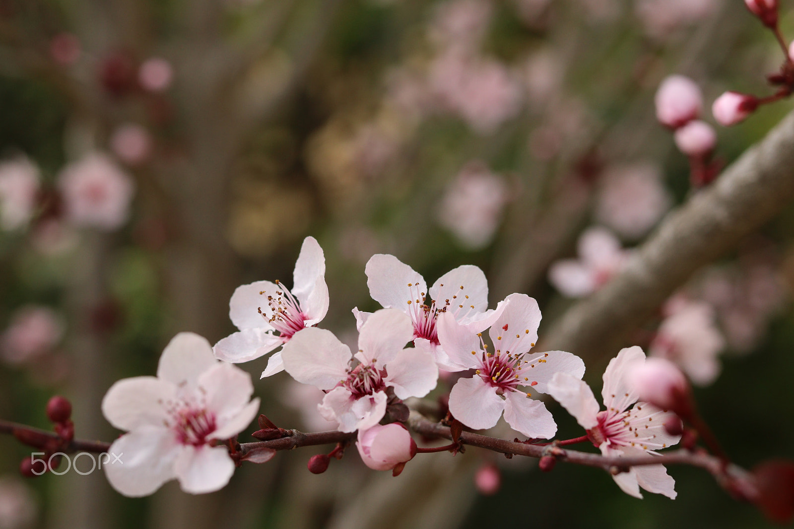 Canon EOS 760D (EOS Rebel T6s / EOS 8000D) + Canon EF 50mm F1.8 STM sample photo. Almond in march photography