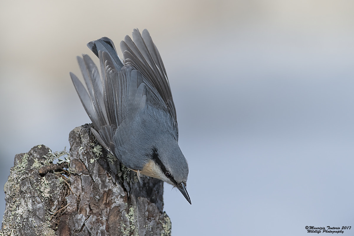 Nikon D5 + Nikon AF-S Nikkor 300mm F2.8G ED VR II sample photo. Picchio muratore sitta europaea photography