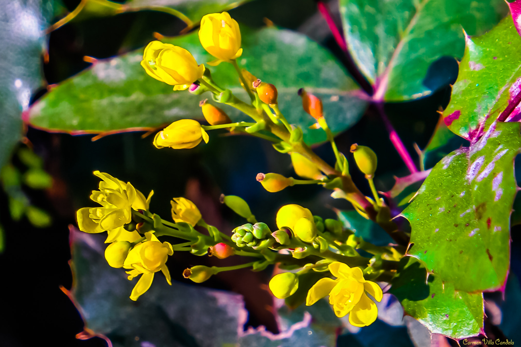 Samsung NX500 + Samsung NX 16-50mm F3.5-5.6 Power Zoom ED OIS sample photo. Yellow spring photography