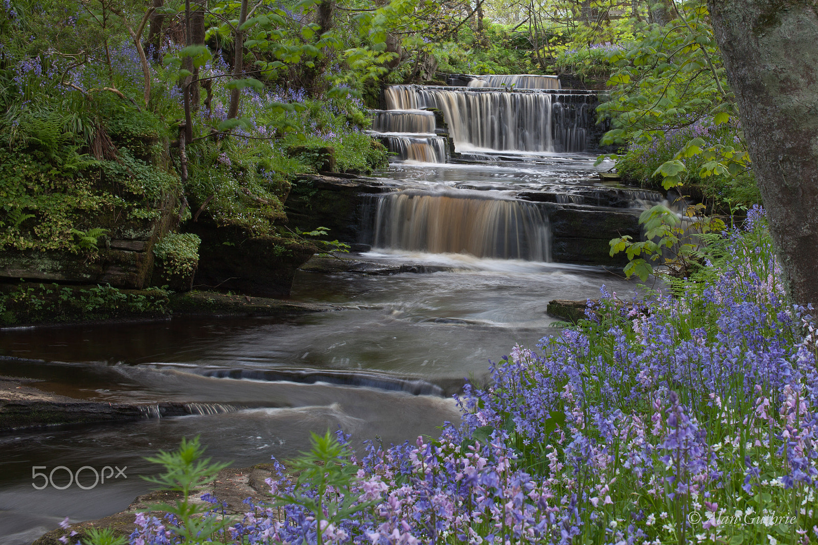 Sigma 50mm F1.4 EX DG HSM sample photo. Woodwick house garden photography
