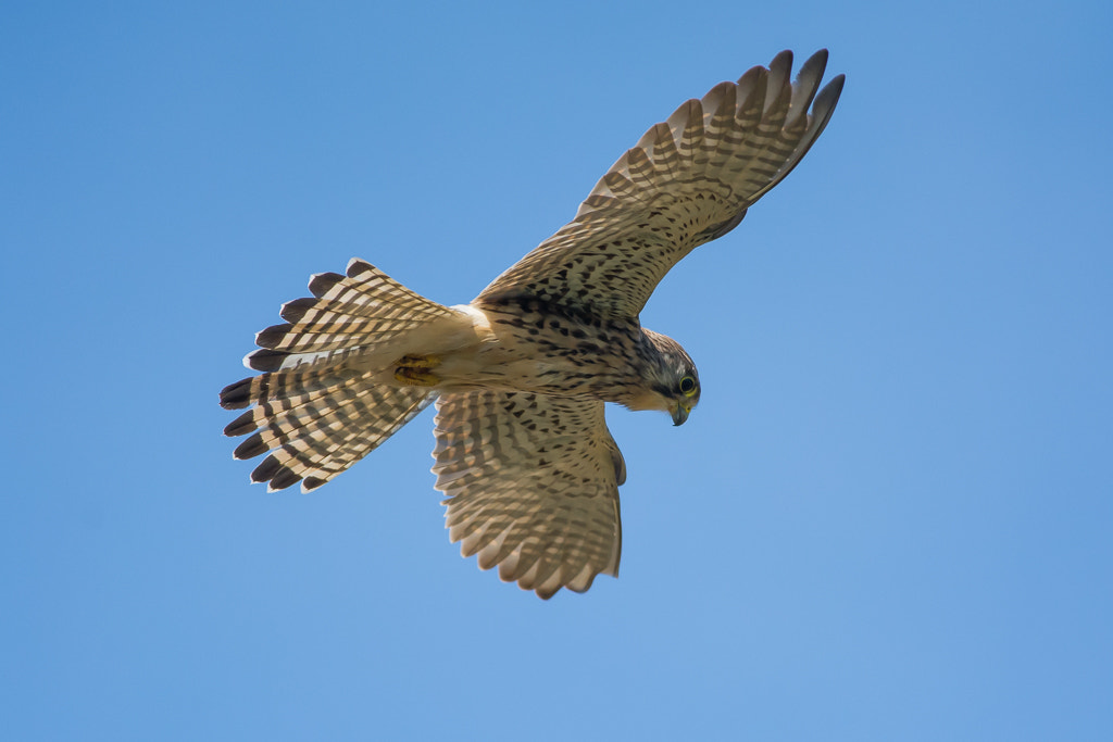 Nikon D7100 + Nikon AF-S Nikkor 300mm F4D ED-IF sample photo. Kestrel photography