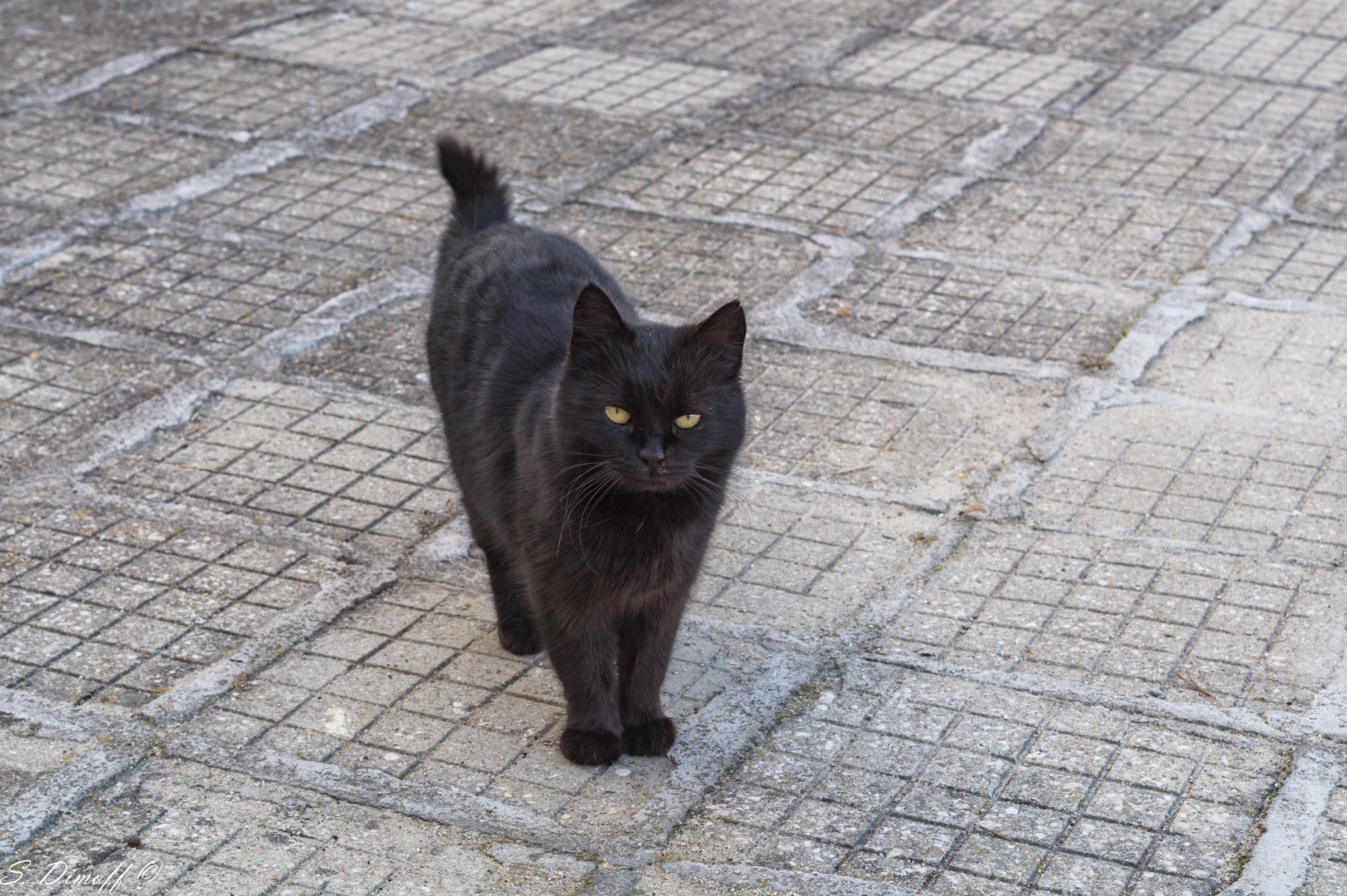 Sony SLT-A58 sample photo. Черно коте .... photography